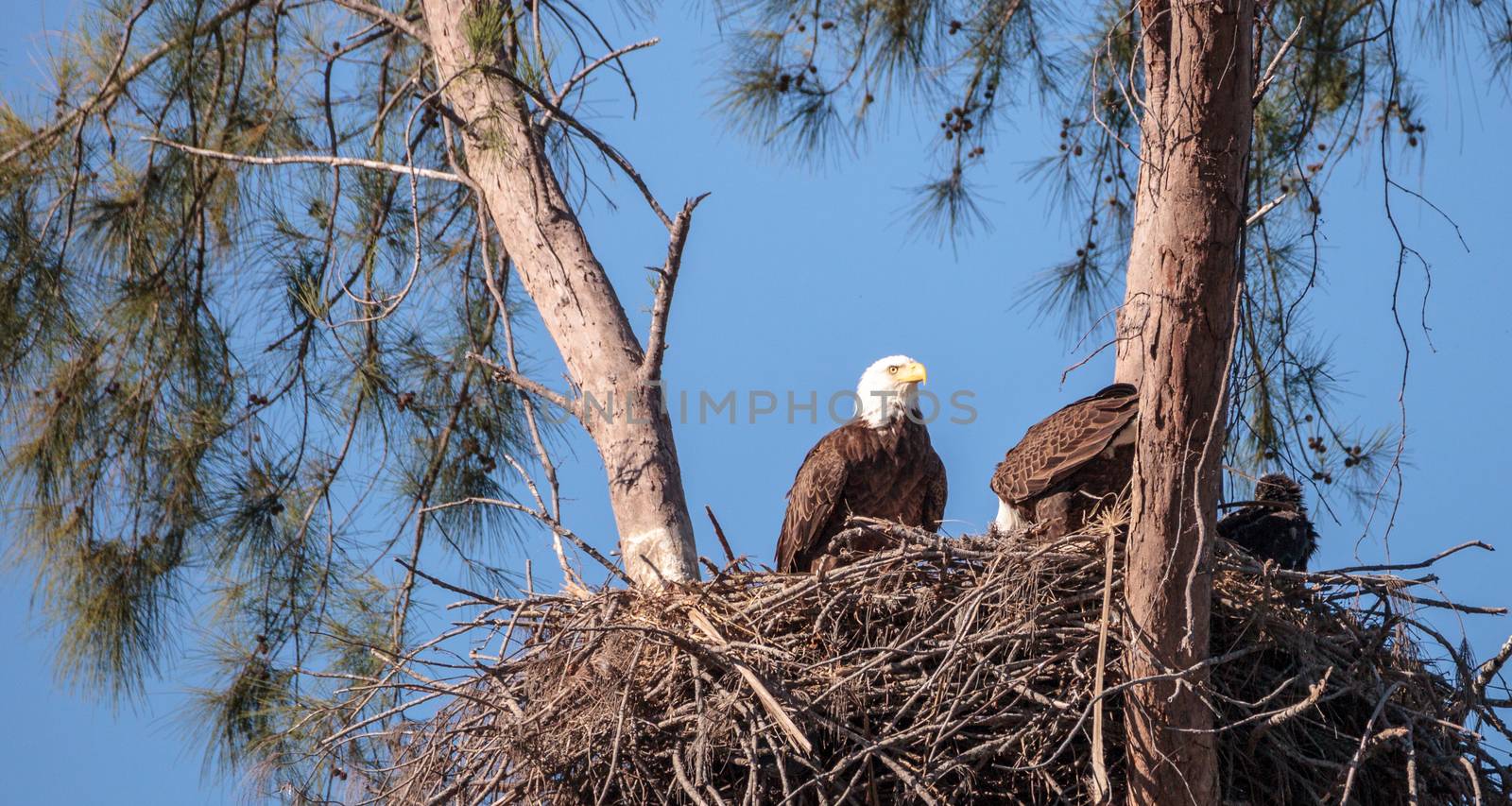 Family of two bald eagle Haliaeetus leucocephalus parents with t by steffstarr