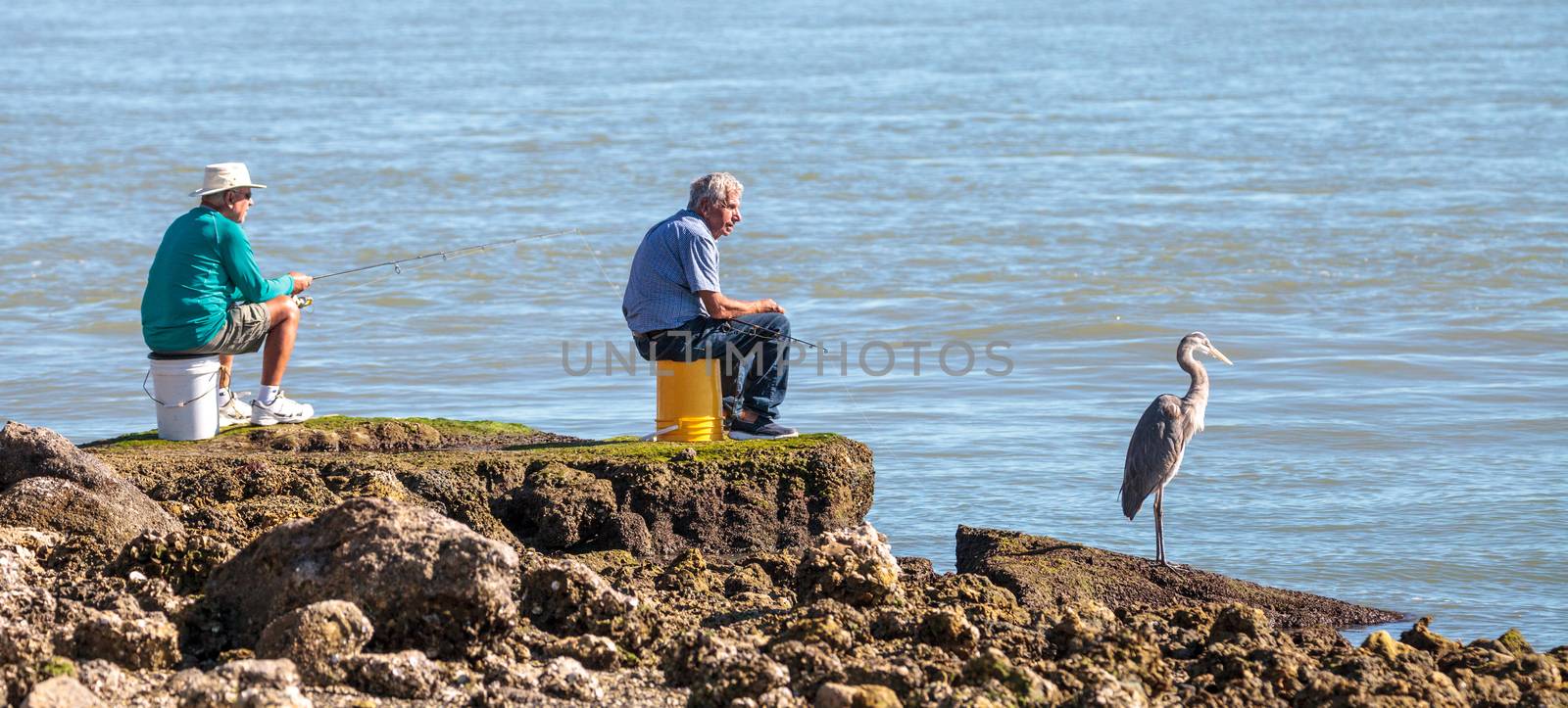 Marco Island, Florida, USA – February 17, 2018: Three fishing, two men and a great blue heron Ardea herodias perch by the ocean and fish. Editorial use.