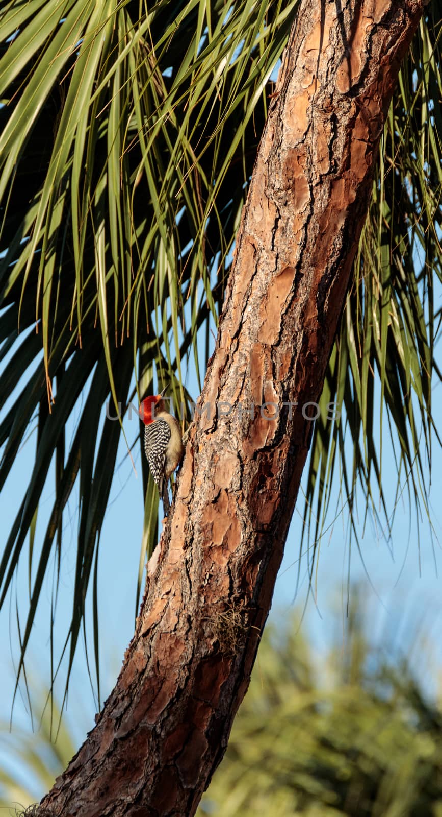 Red-bellied woodpecker Melanerpes carolinus pecks at a palm tree in Naples, Florida