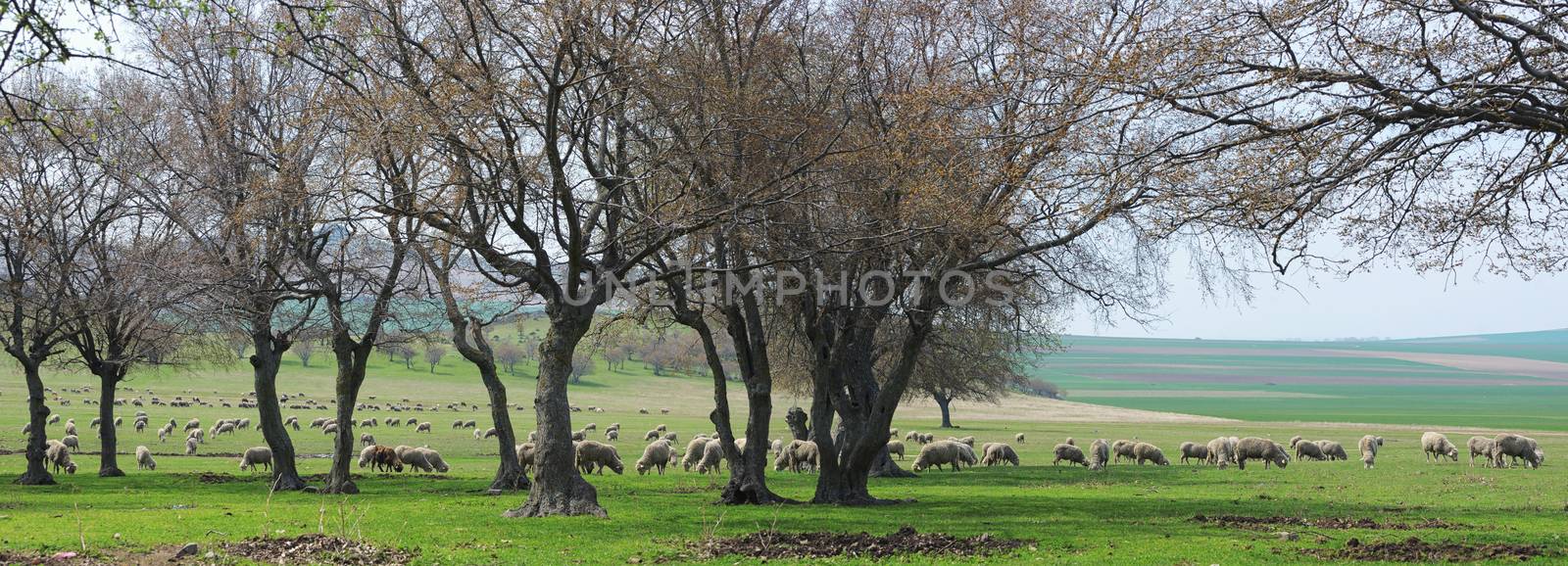 Flock of sheep by mady70