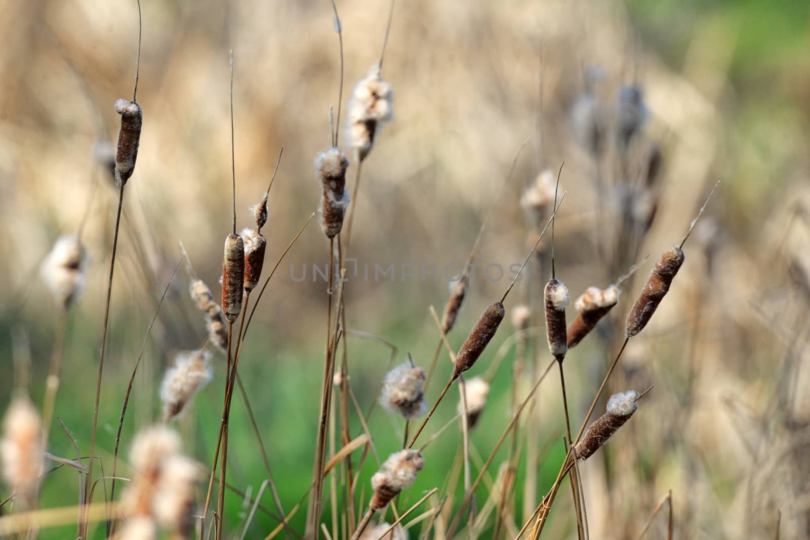Reed plant near lake in spring time