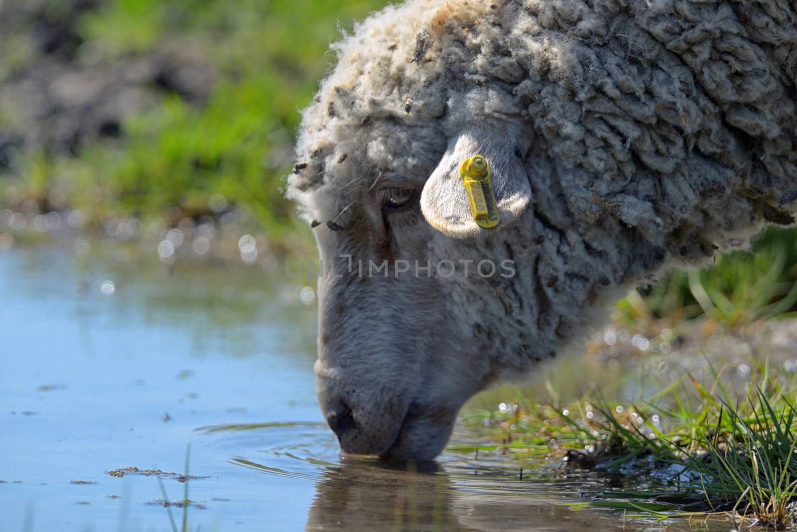 Sheep drinking water  by mady70