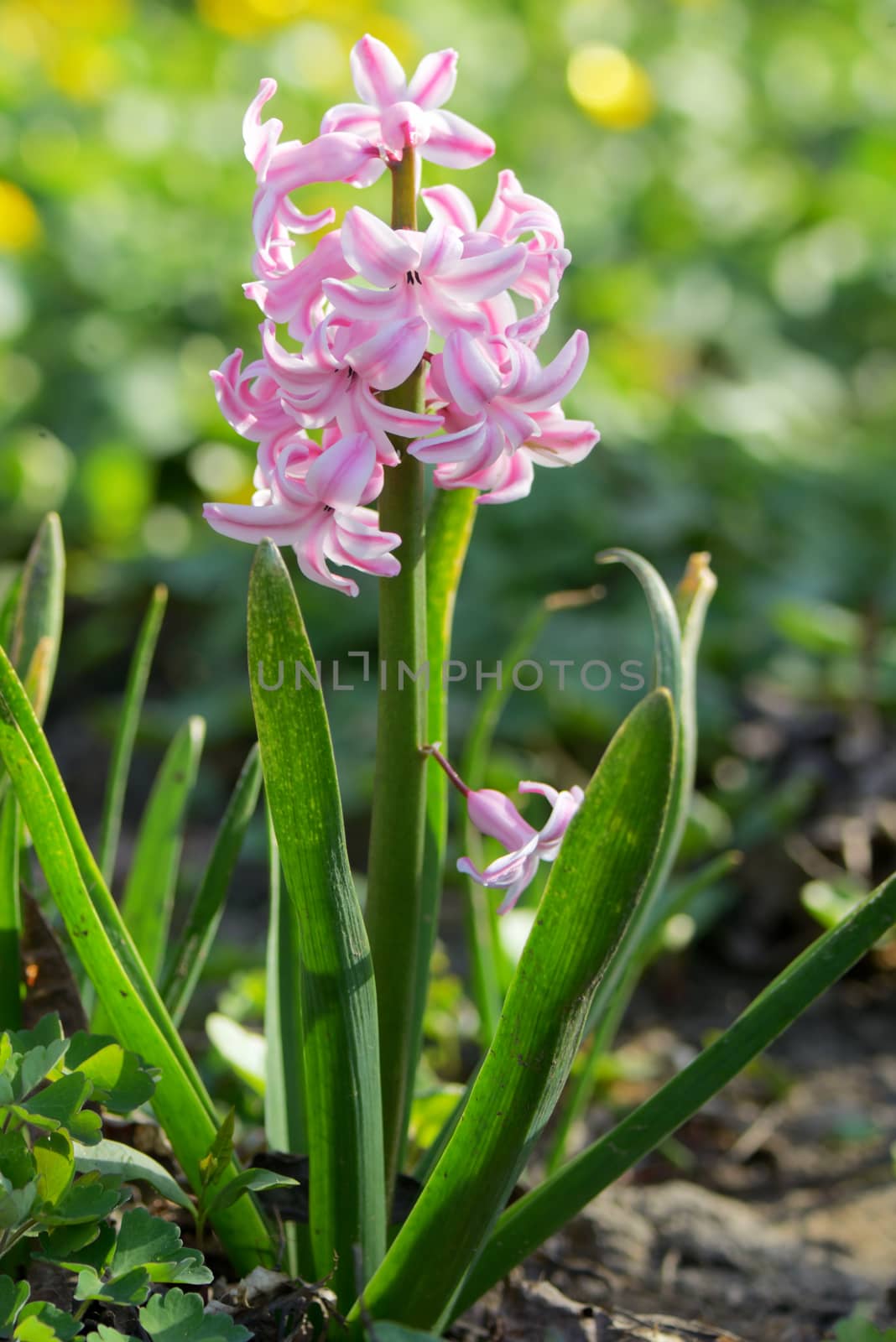Pink hyacinth flower in spring garden
