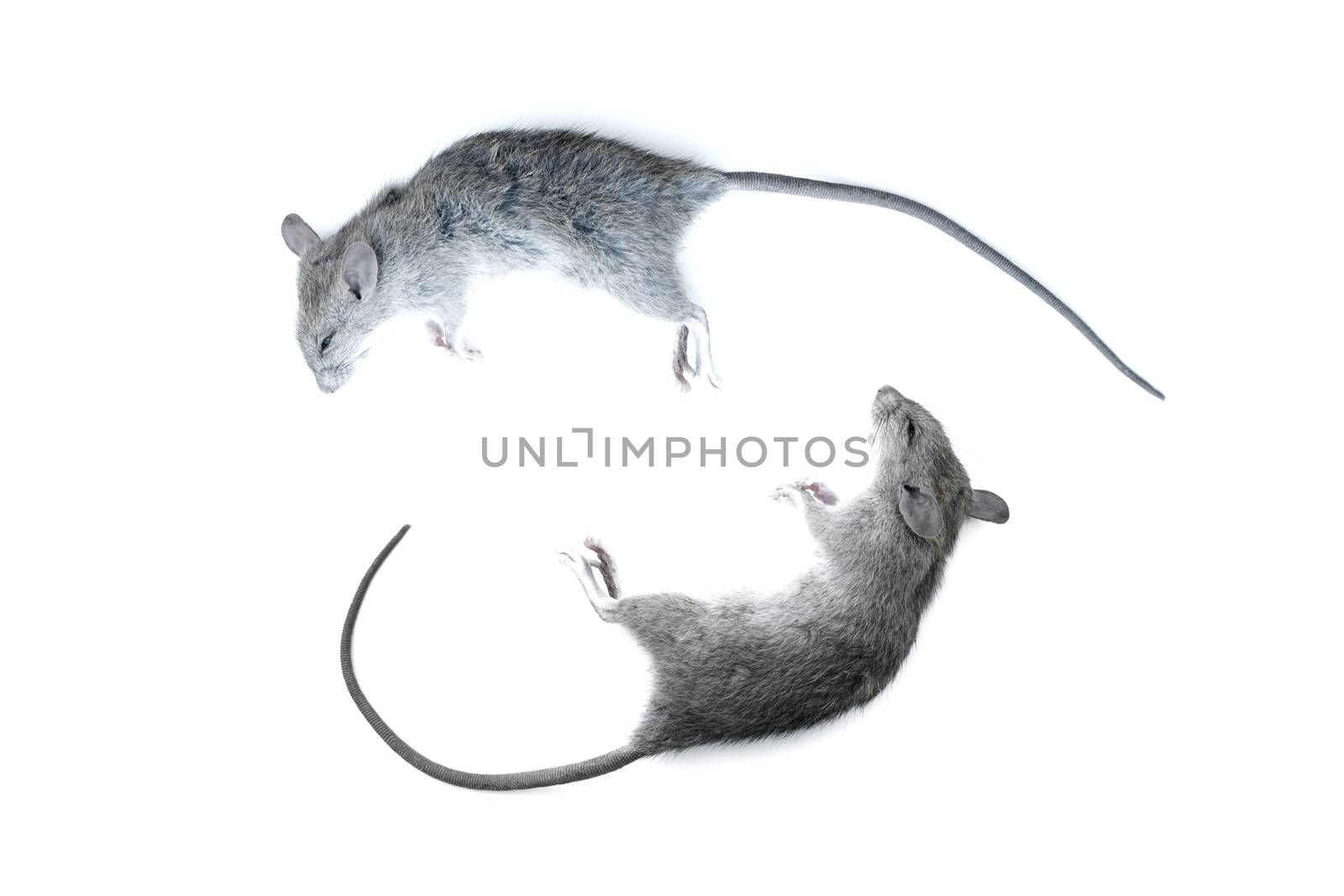 Close up small rat,  laboratory black mouse isolated on white background.