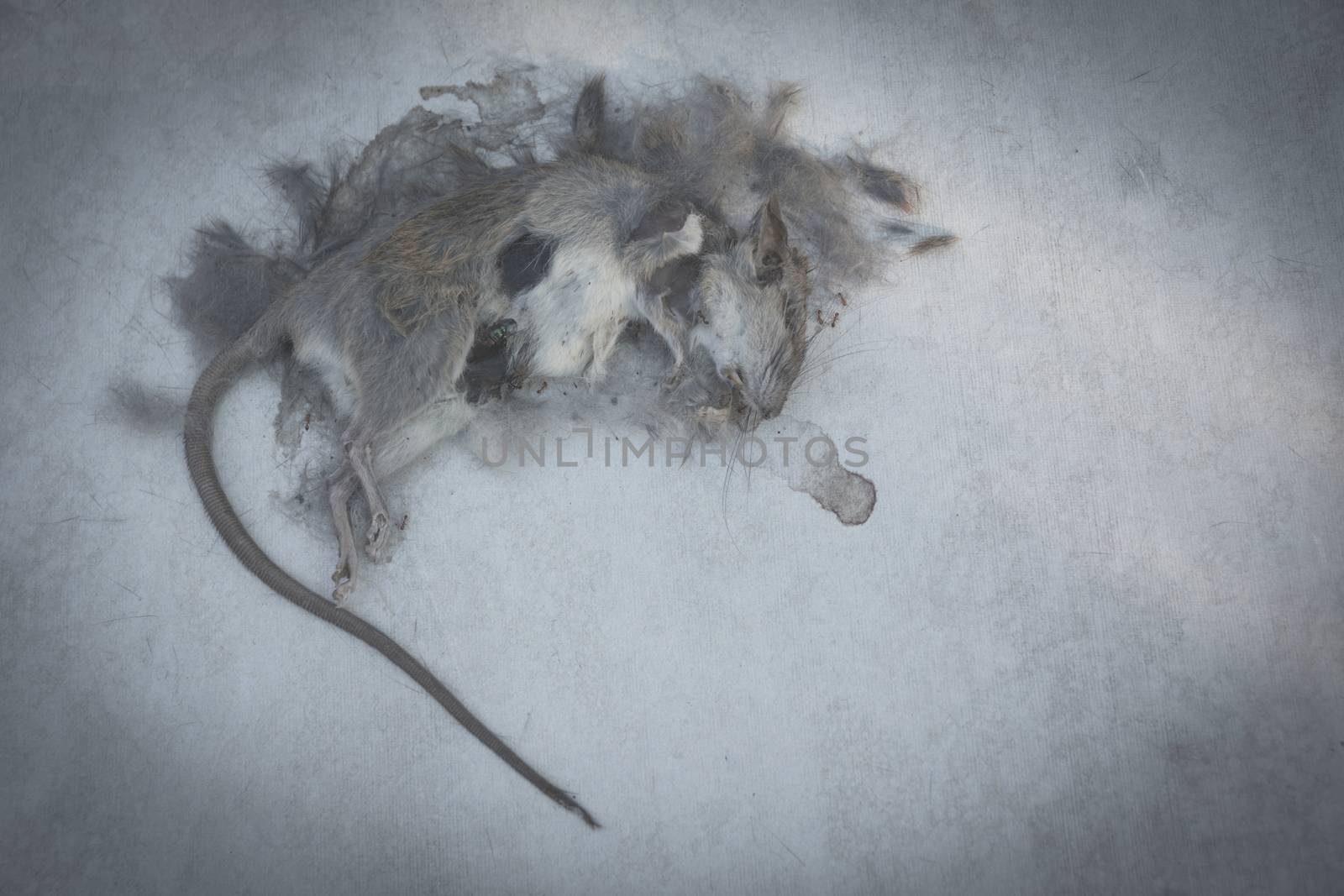 Dead rat, mouse on floor. Dead rat on a ground.