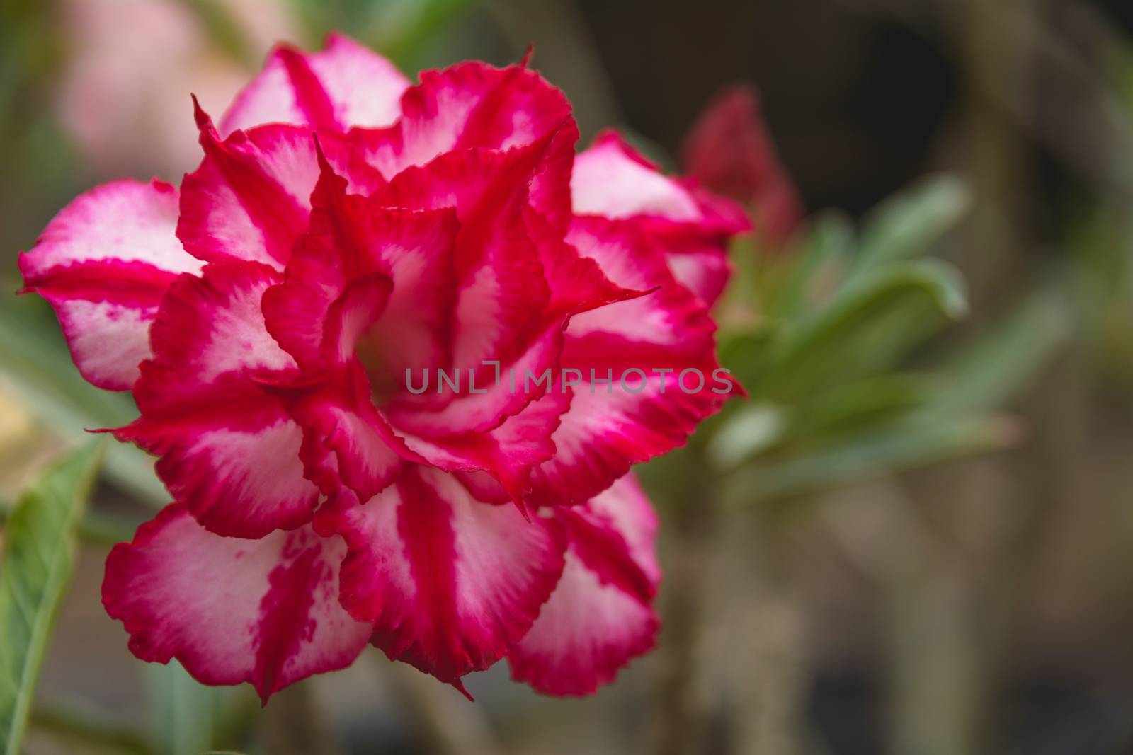 Close up red flower on the nature background.
