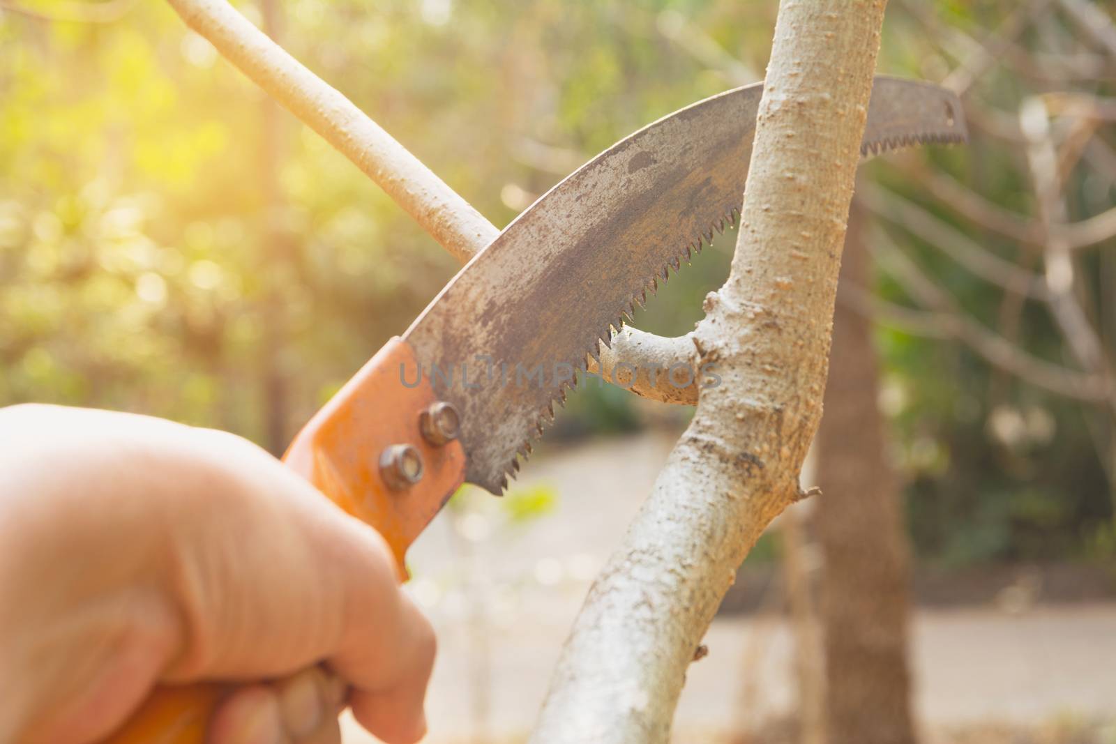 Gardener pruning trees with pruning shears on nature background.