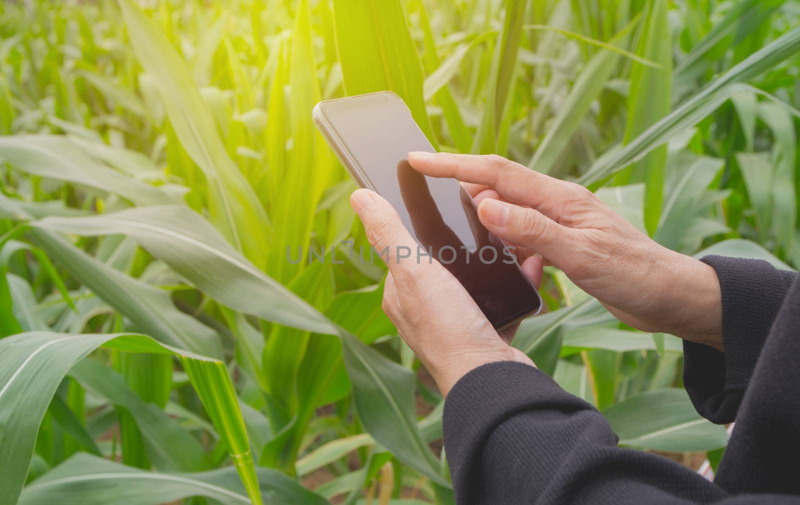 Hand of woman using smart phone, personal chat, and social media on nature background.