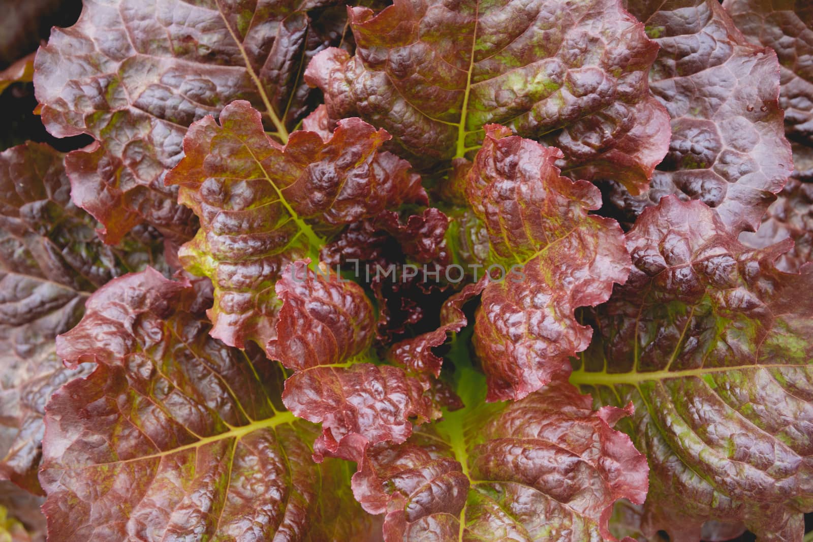 Close up of raw fresh red vegetable texture and background, 