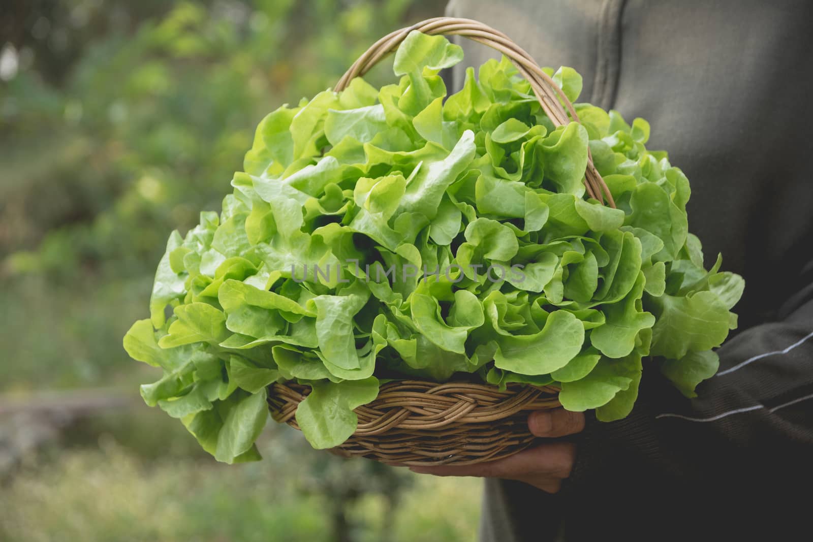 Woman holding raw fresh green vegetable in basket on nature background.
