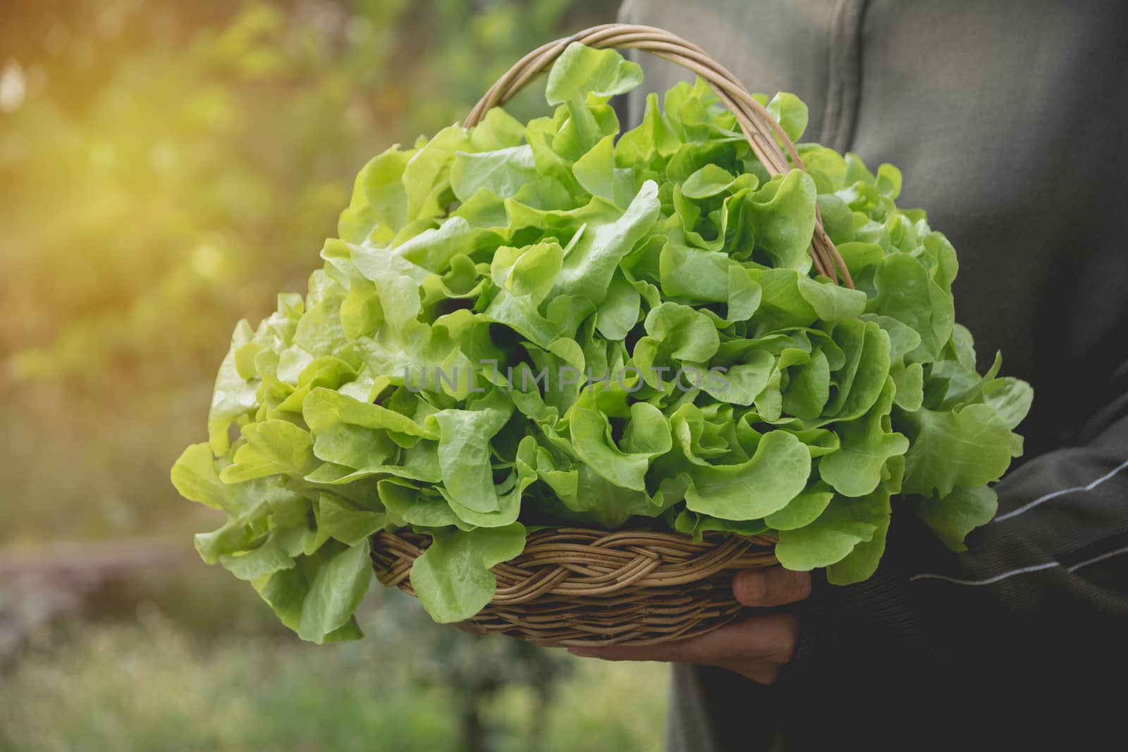 Woman holding raw fresh green vegetable in basket on nature background.