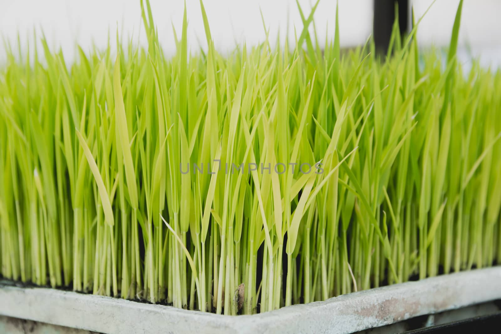 Close up of yellow green rice field.