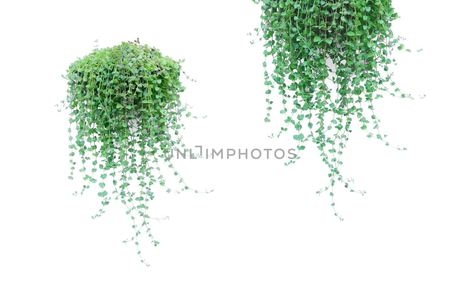 Green potted plant in the pot isolated on white background.
