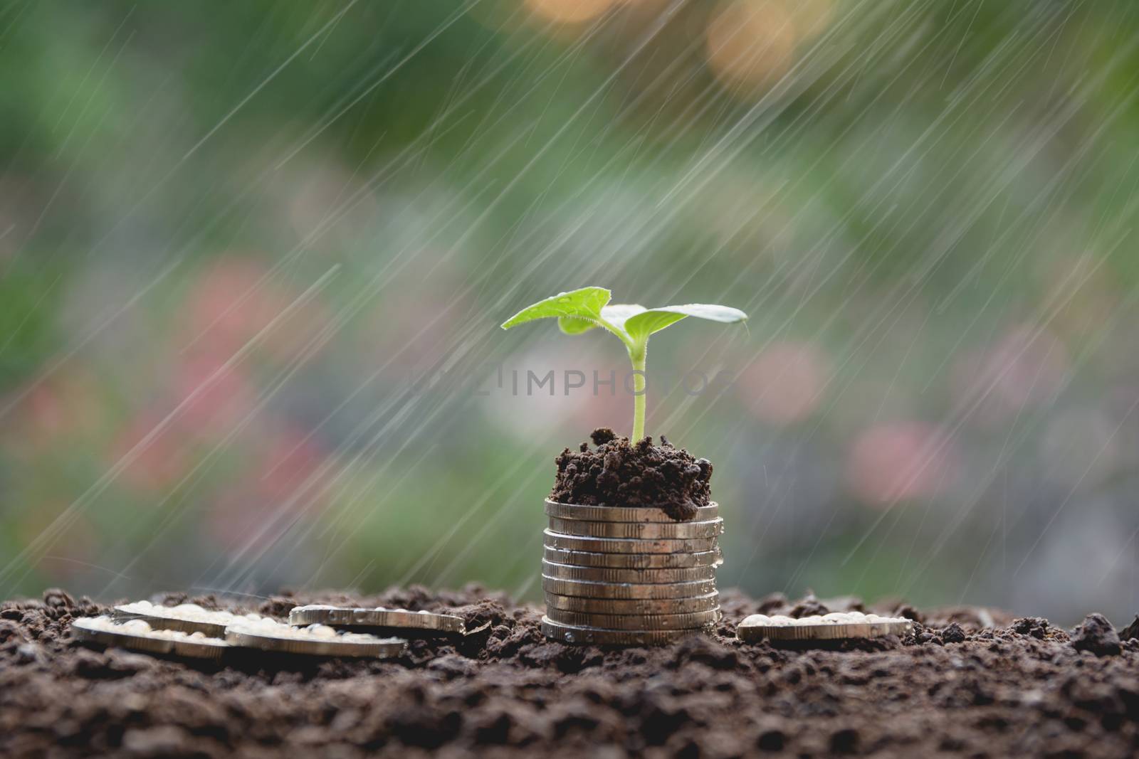 Saving money concept with money coin stack growing for business. financial and accounting concept.