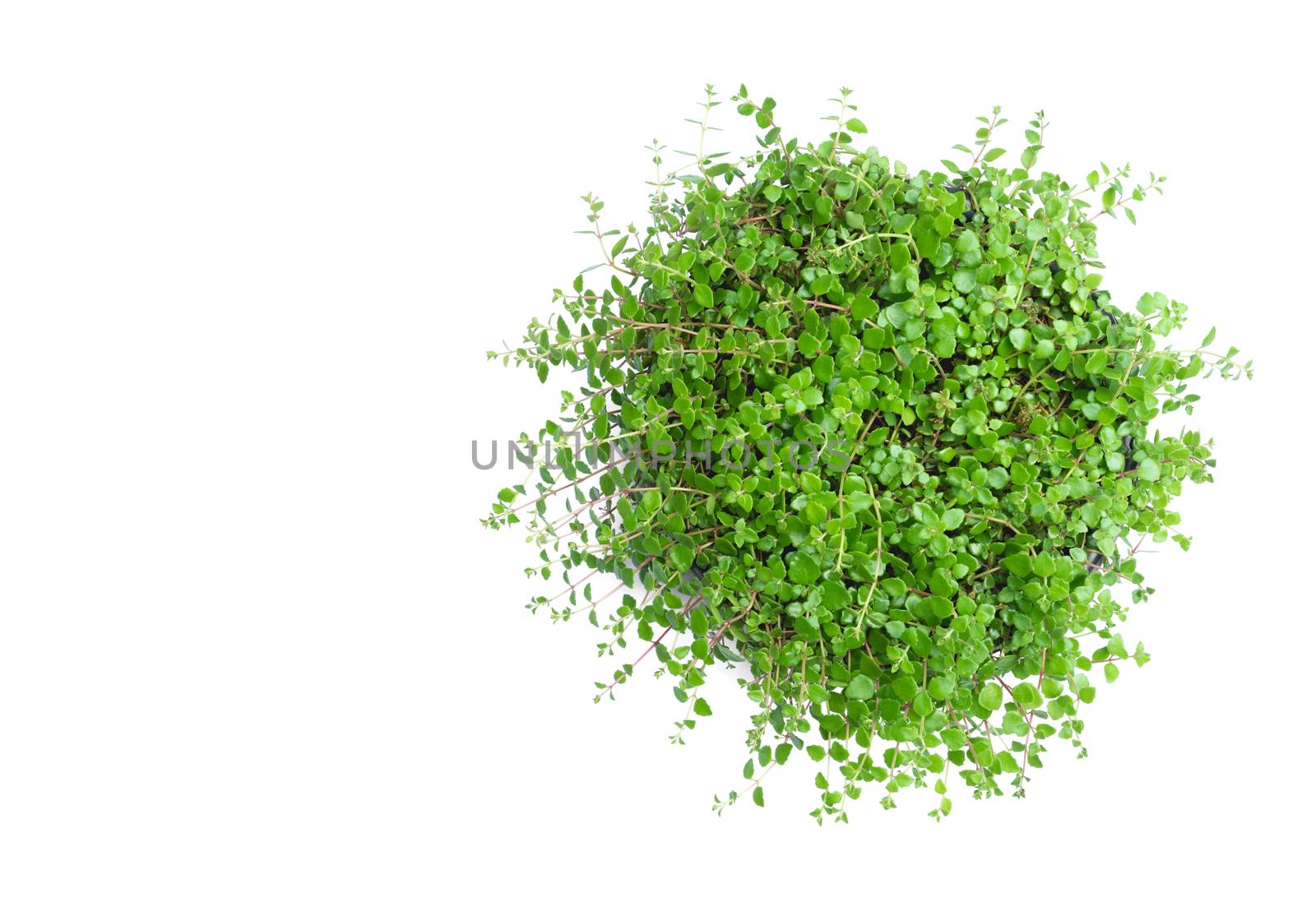 Green potted plant, trees in the cement pot isolated on white background.