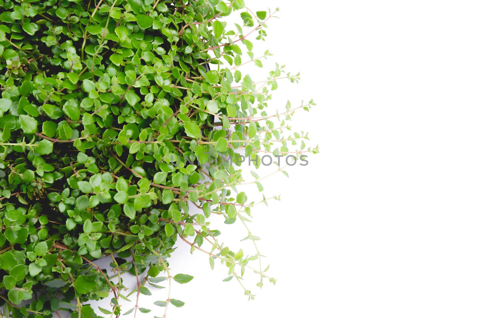 Green potted plant, trees in the cement pot isolated on white background.