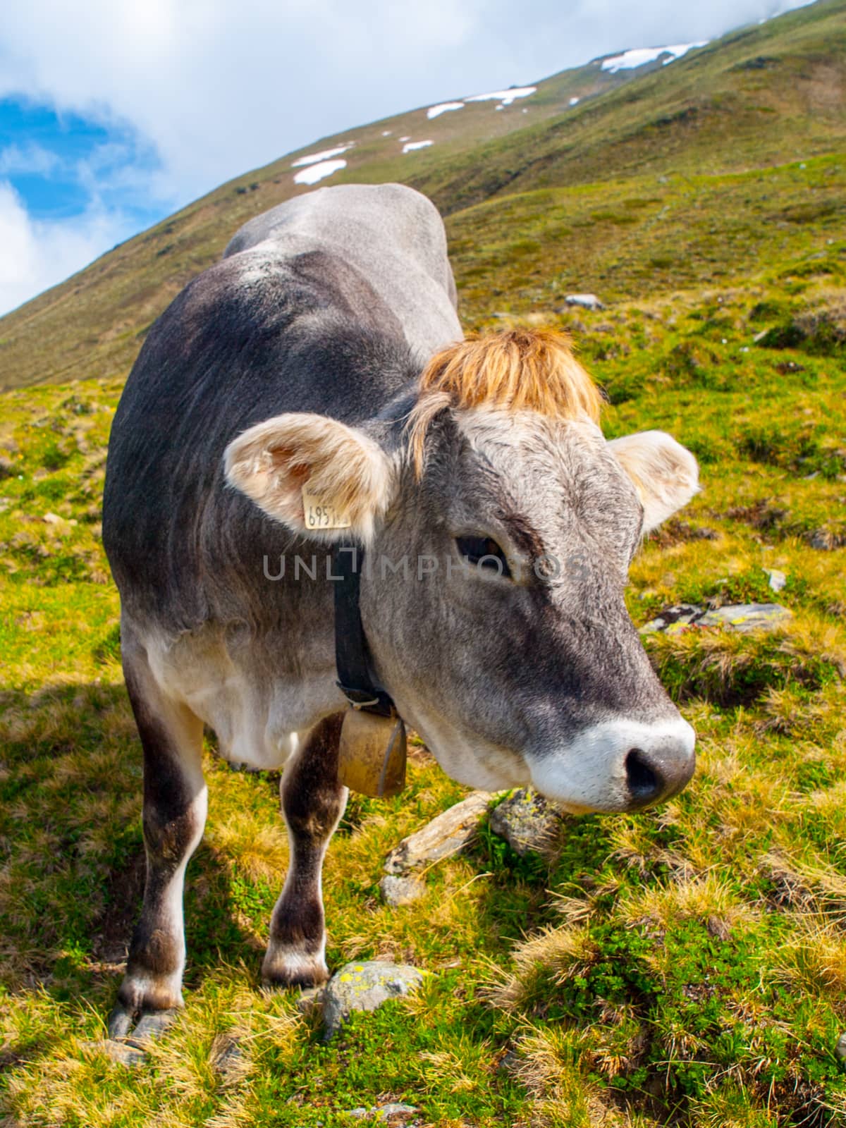 Cute grey alpine cow with bell on the neck grazing on the meadow.