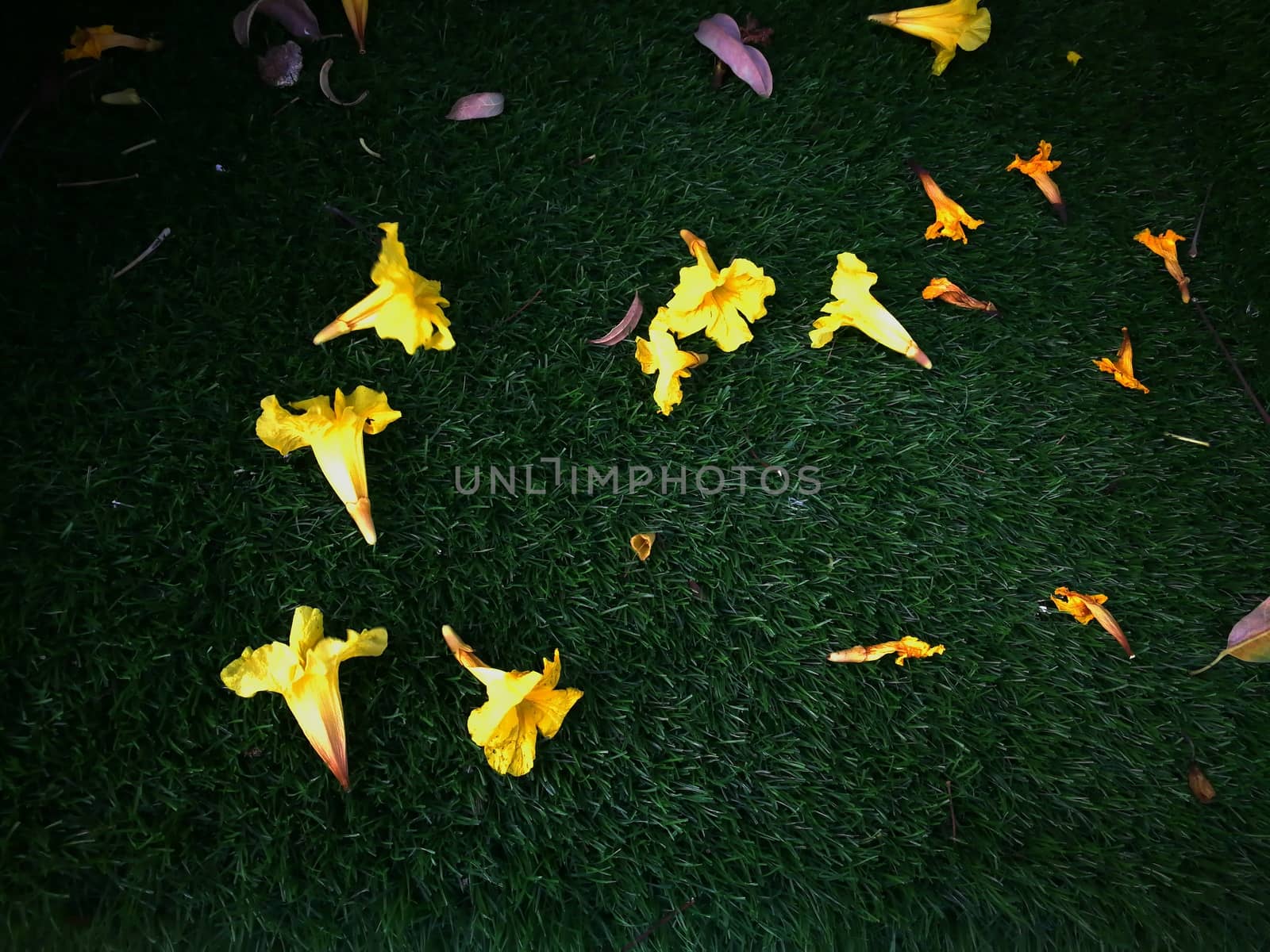 beautiful flowers on green floor by shatchaya