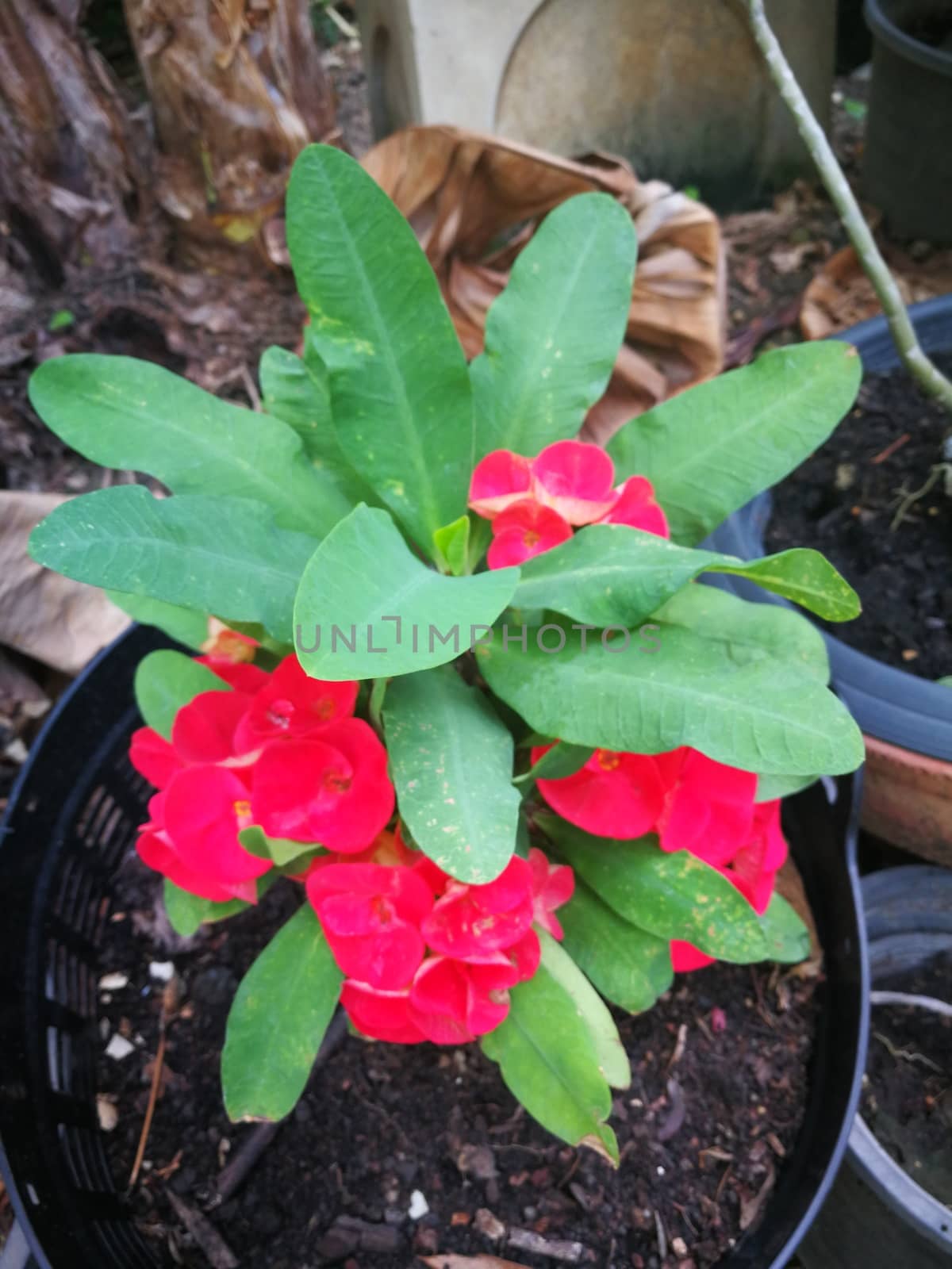 Beauty Crown of thorns plant or science name is "Euphorbia Milii by shatchaya