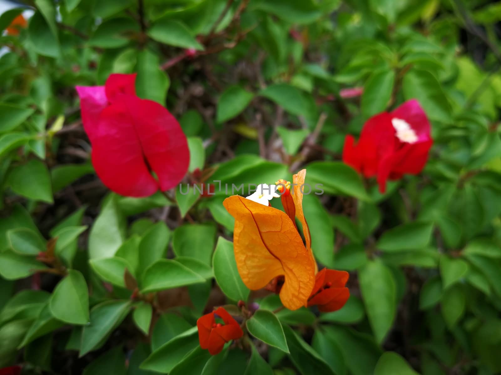 beautiful red and orange bougainvillea flowers in a garden by shatchaya