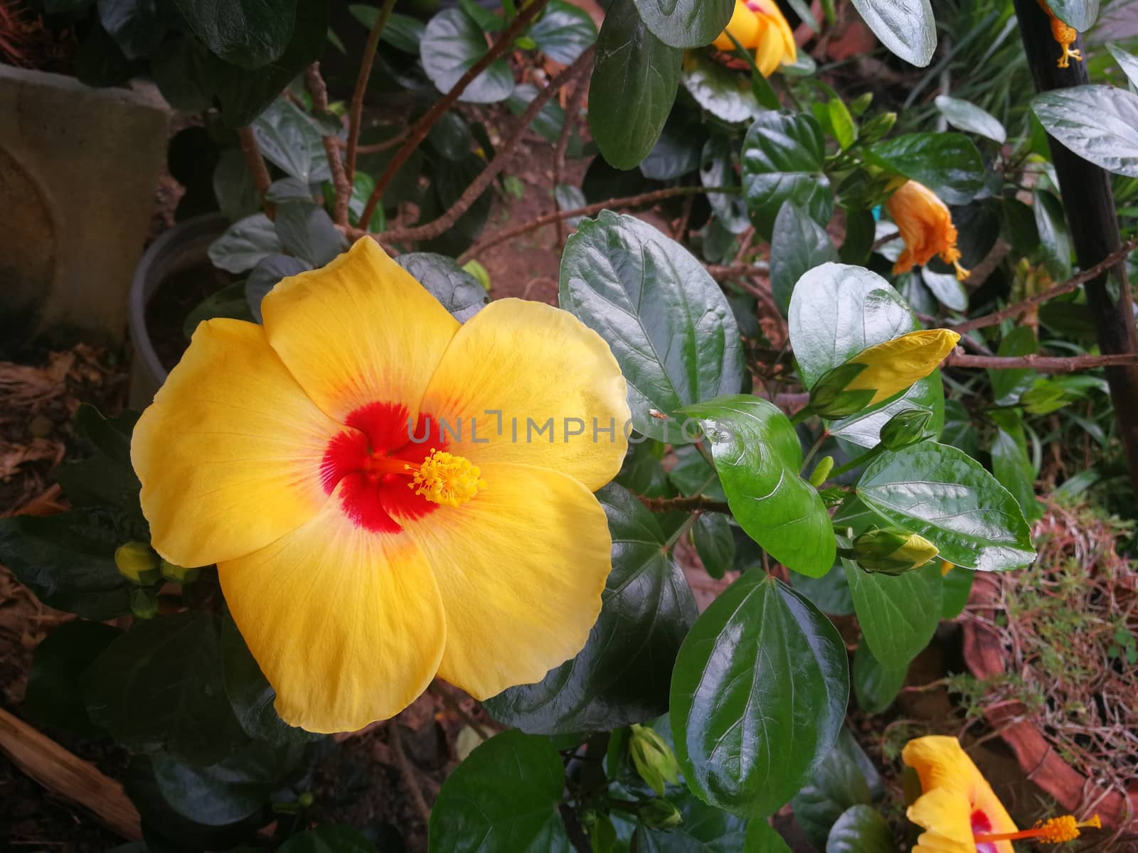 Shoe Flower, Hibiscus, Chinese rose or paper rose