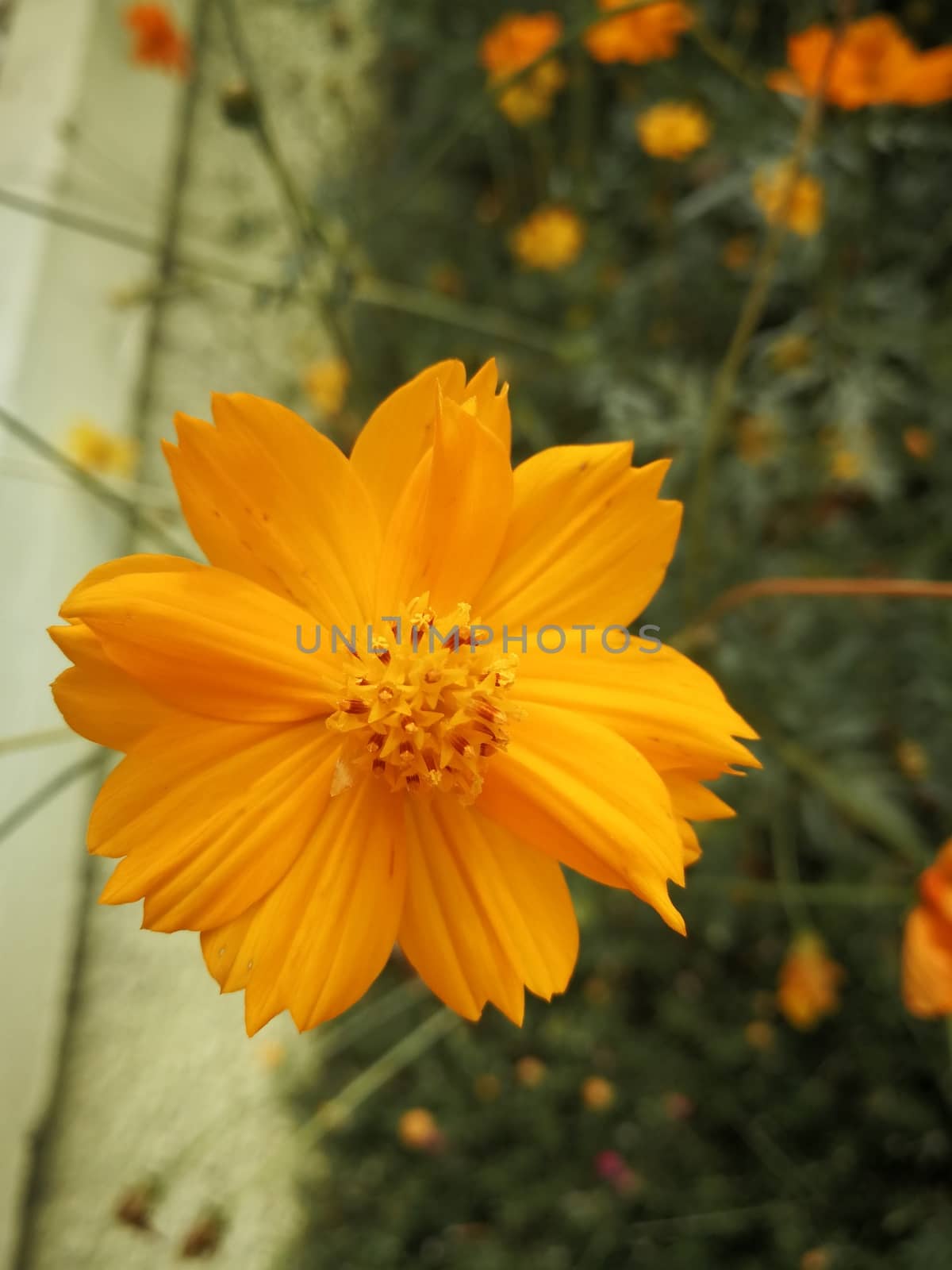 Yellow Cosmos beautiful blooming colorful flowers in garden