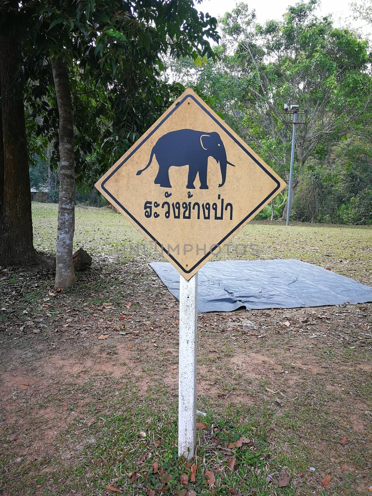 warning plate and Thailand language in photo mean "warning elephants from forest"
