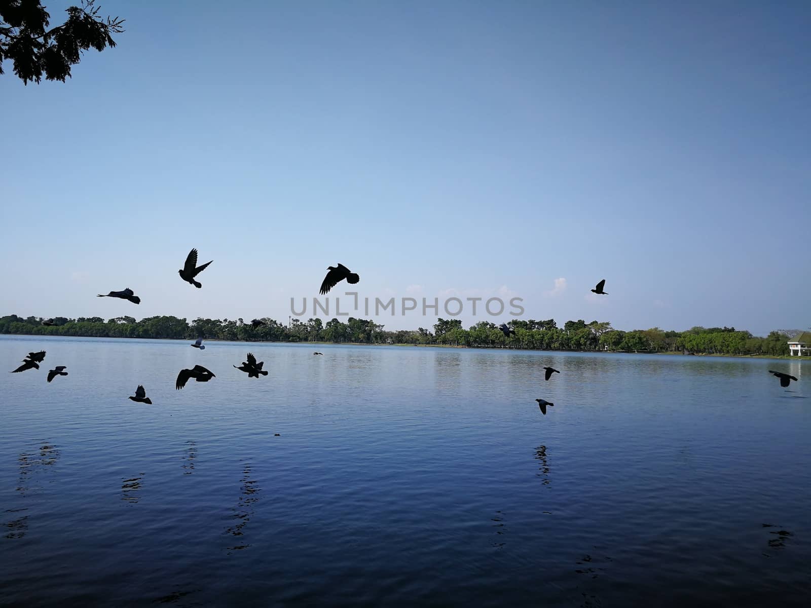 pigeon birds flying on sky nearly nature lake at thailand public park