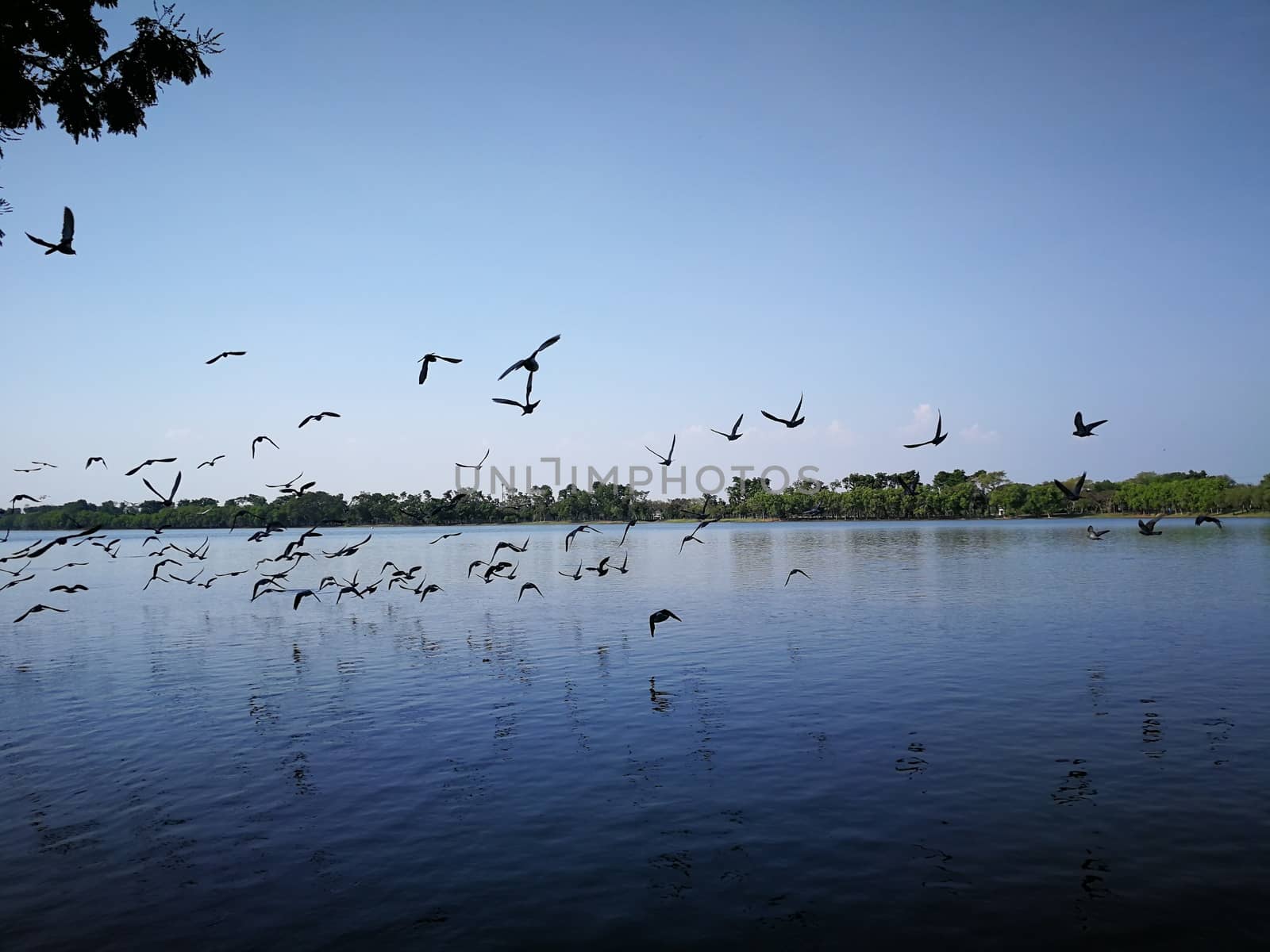 pigeon birds flying on sky nearly nature lake at thailand public by shatchaya