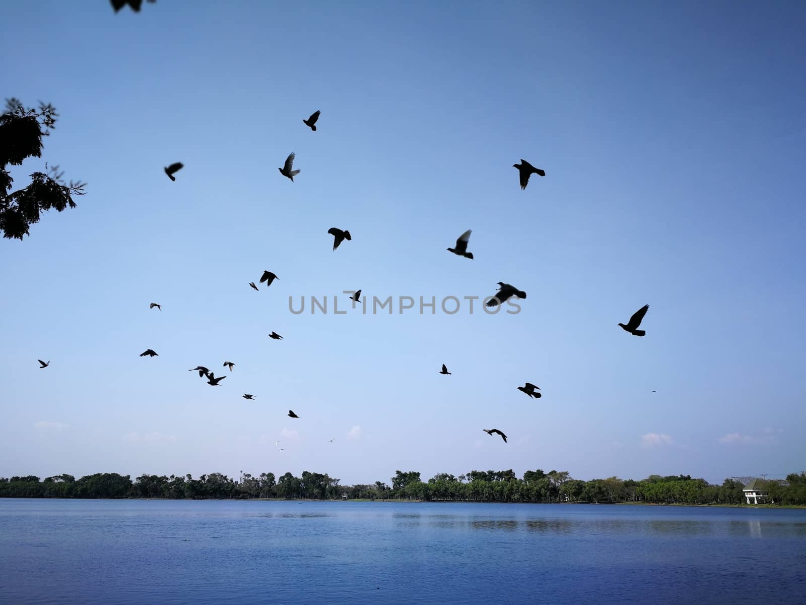 pigeon birds flying on sky nearly nature lake at thailand public by shatchaya