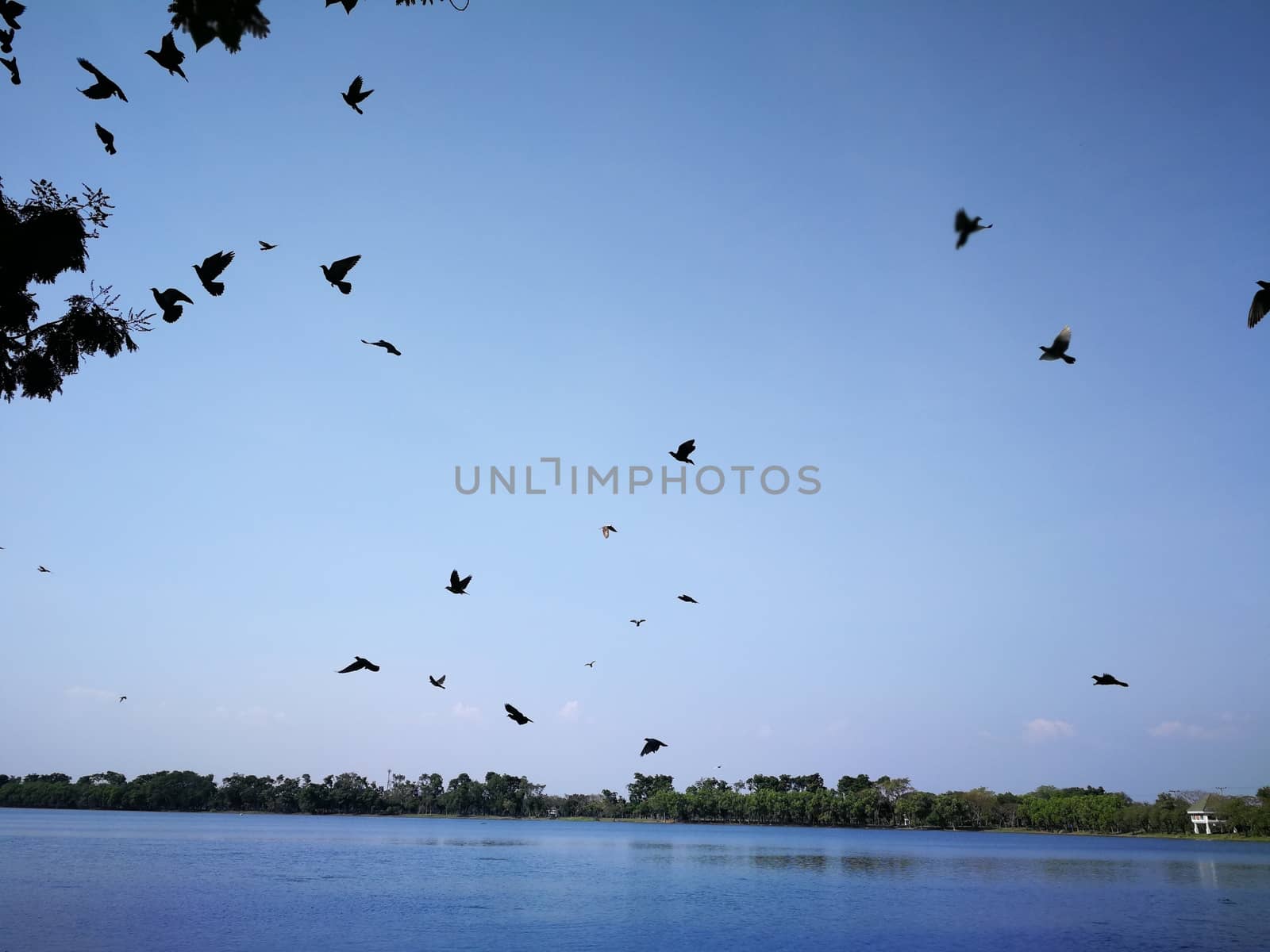pigeon birds flying on sky nearly nature lake at thailand public by shatchaya