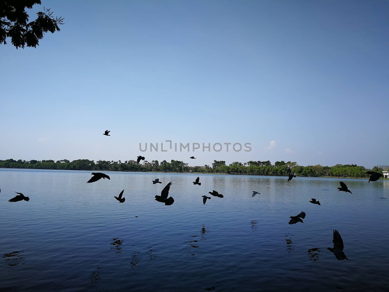 pigeon birds flying on sky nearly nature lake at thailand public by shatchaya