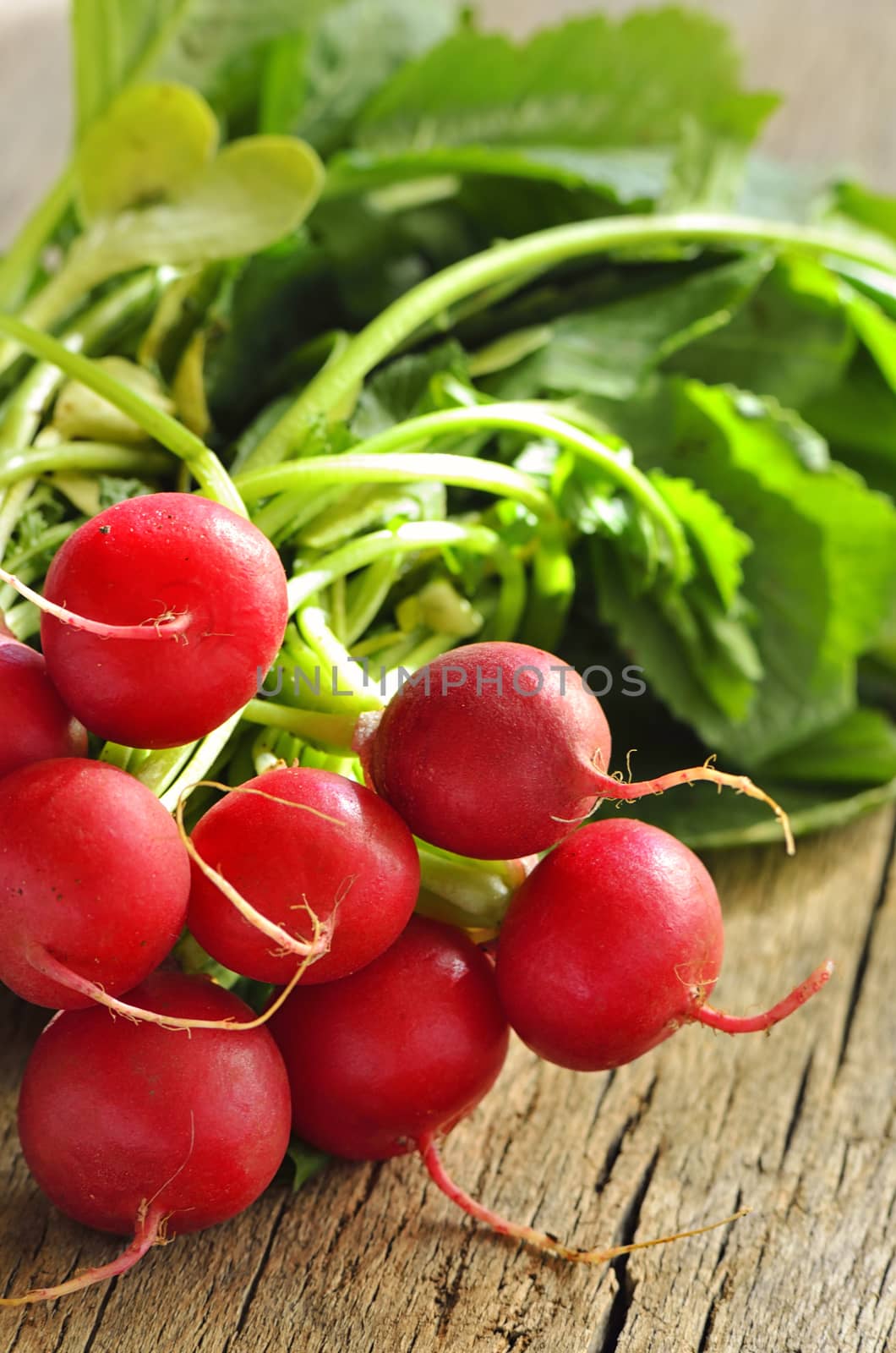 Fresh organic radishes with leaves by mady70
