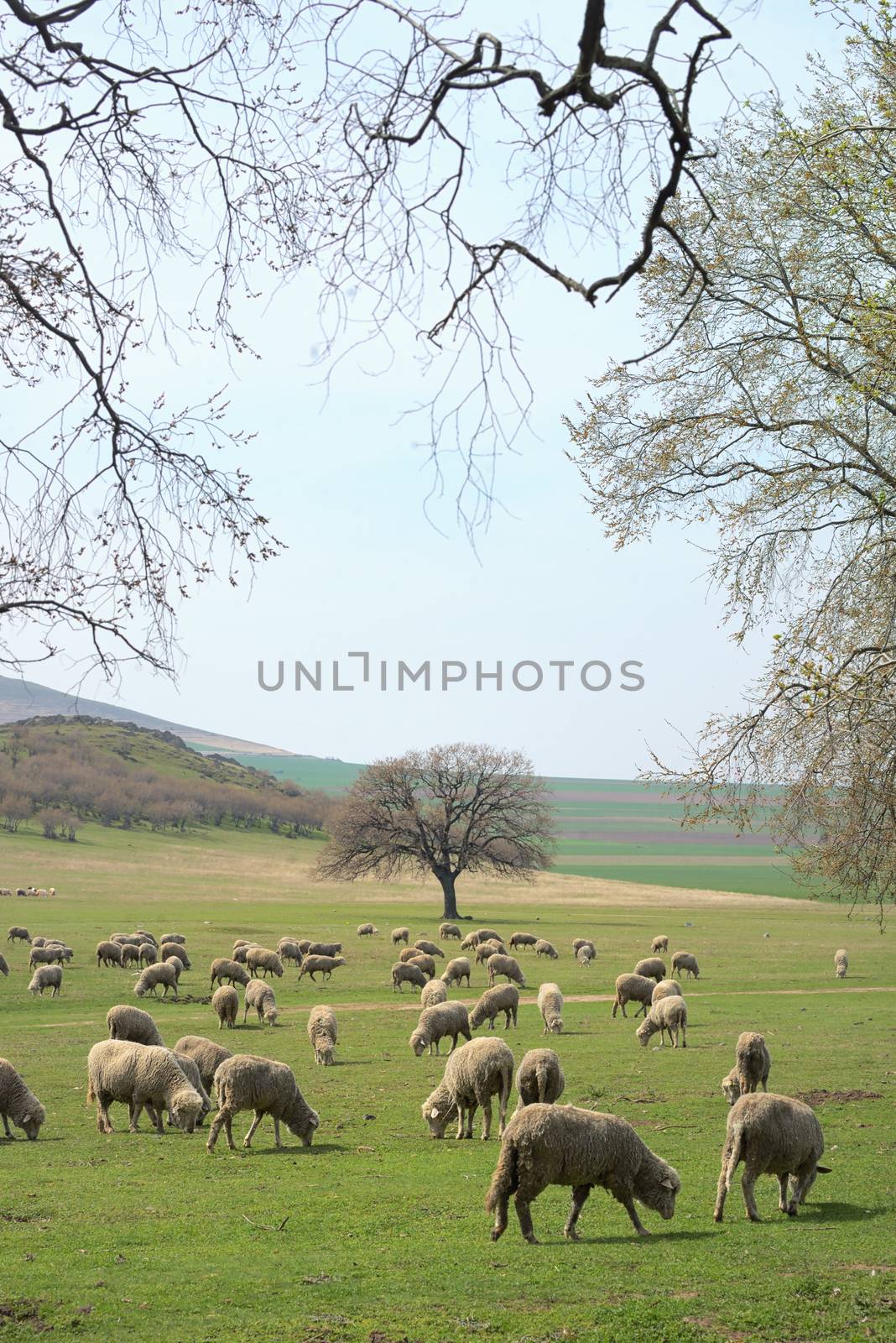 Flock of sheep on field in spring time