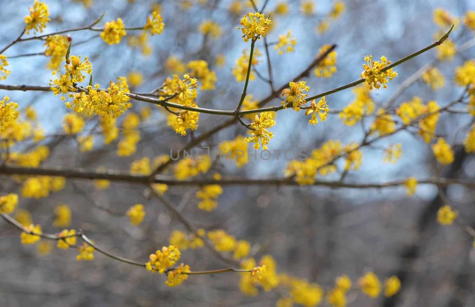 Yellow closeup spring blossoming tree brunch in forest