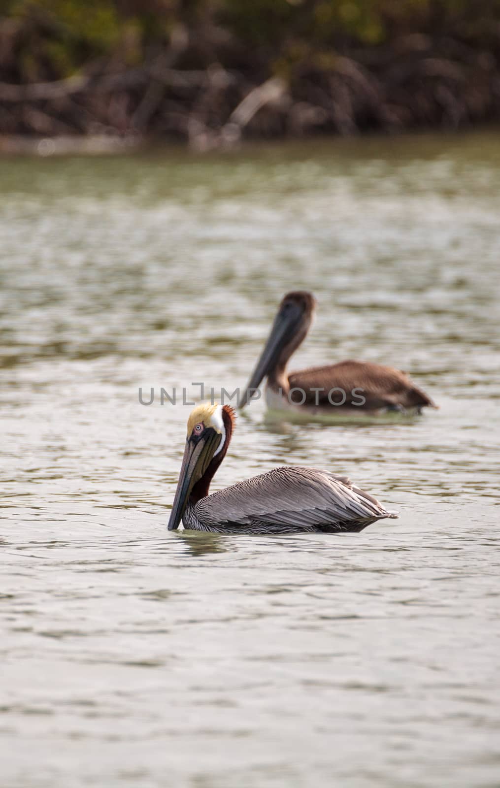 Brown pelican bird Pelecanus occidentalis flying and swimming around Barefoot Beach in Bonita Springs, Florida