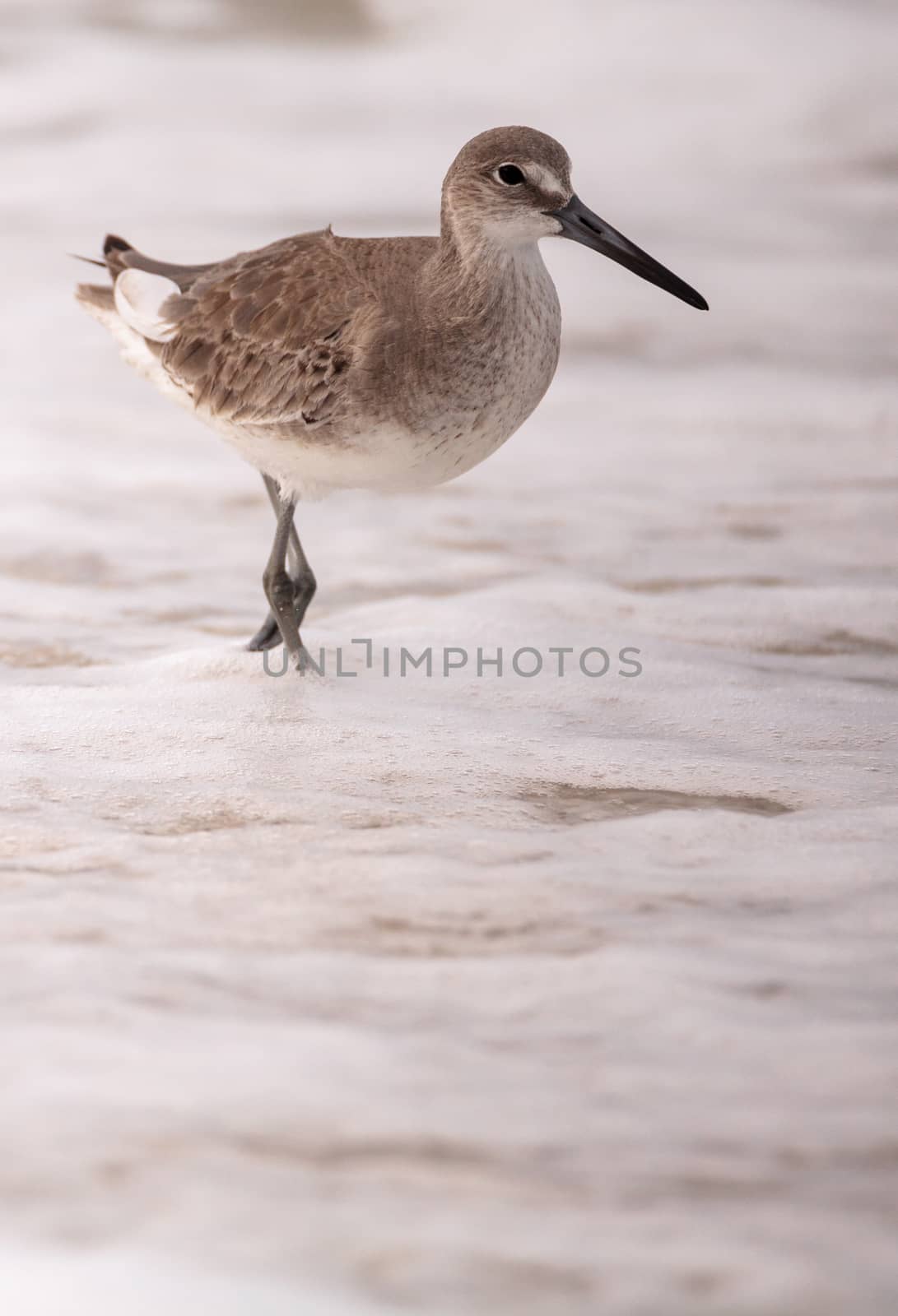 Common Snipe Shorebird Gallinago gallinago forages for food at Barefoot Beach in Bonita Springs, Florida.