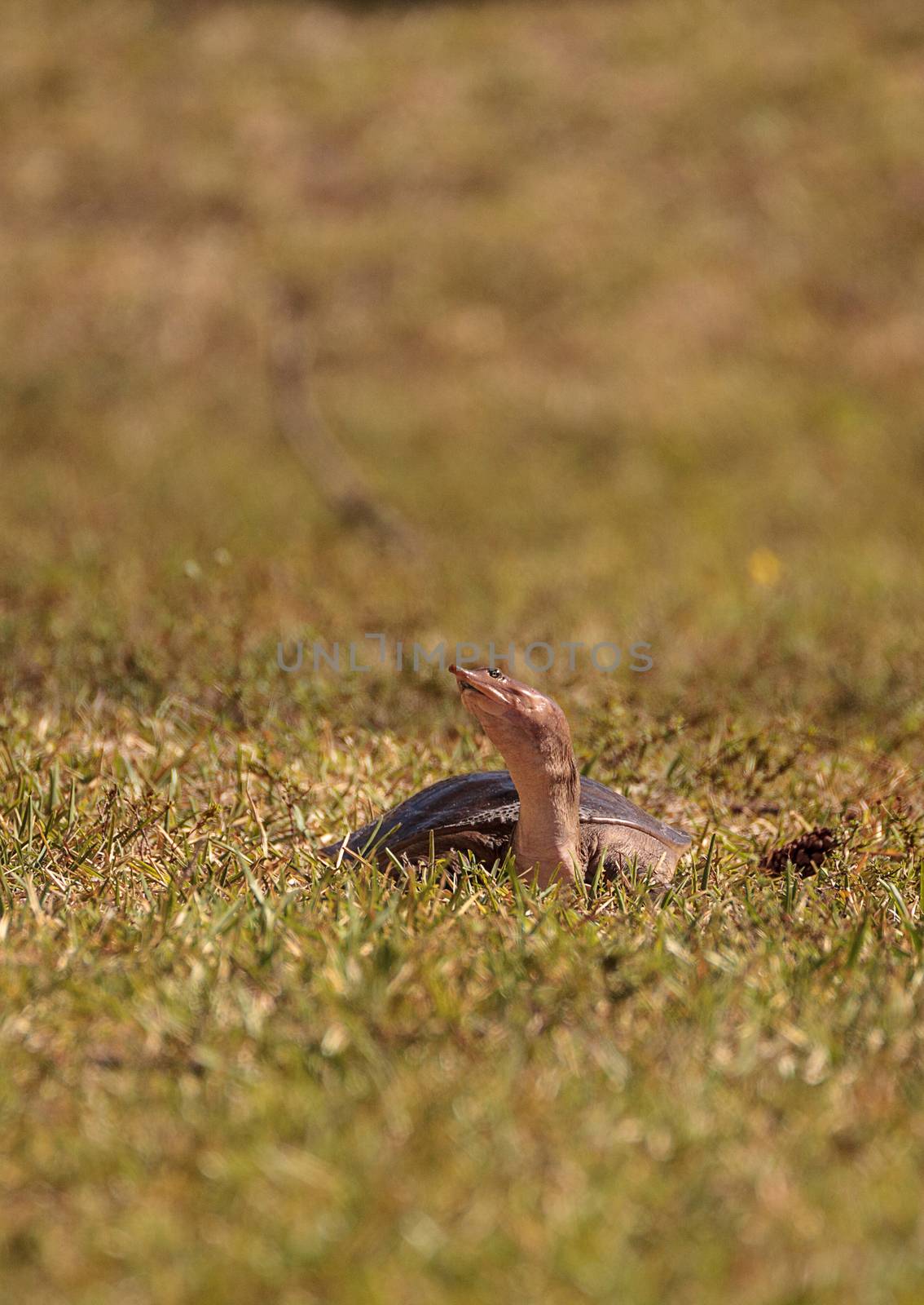 Florida softshell turtle Apalone ferox up on the grass, foraging for food and remaining alert in Naples, Florida