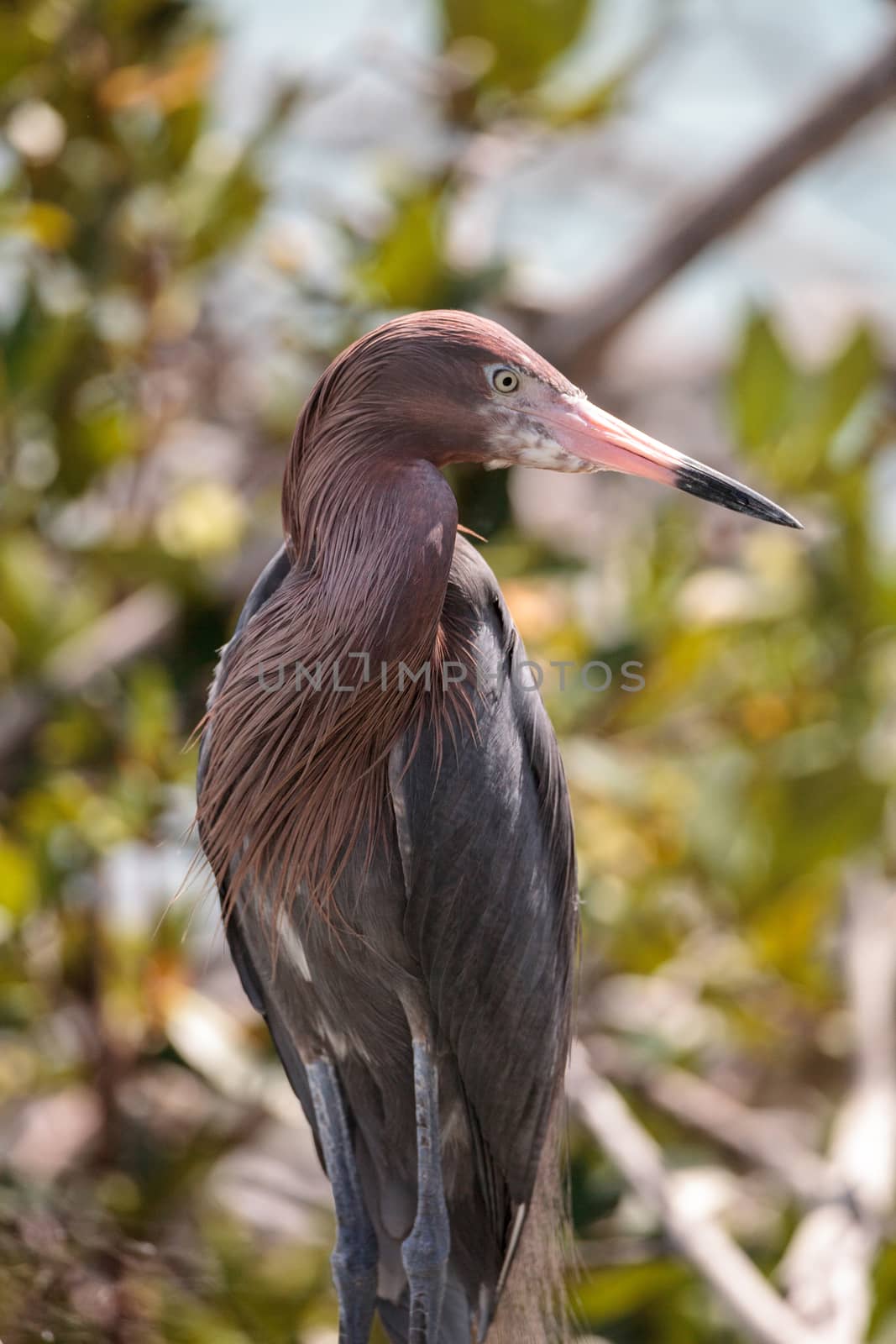 Little blue heron Egretta caerulea  forages for food at Barefoot Beach in Bonita Springs, Florida.