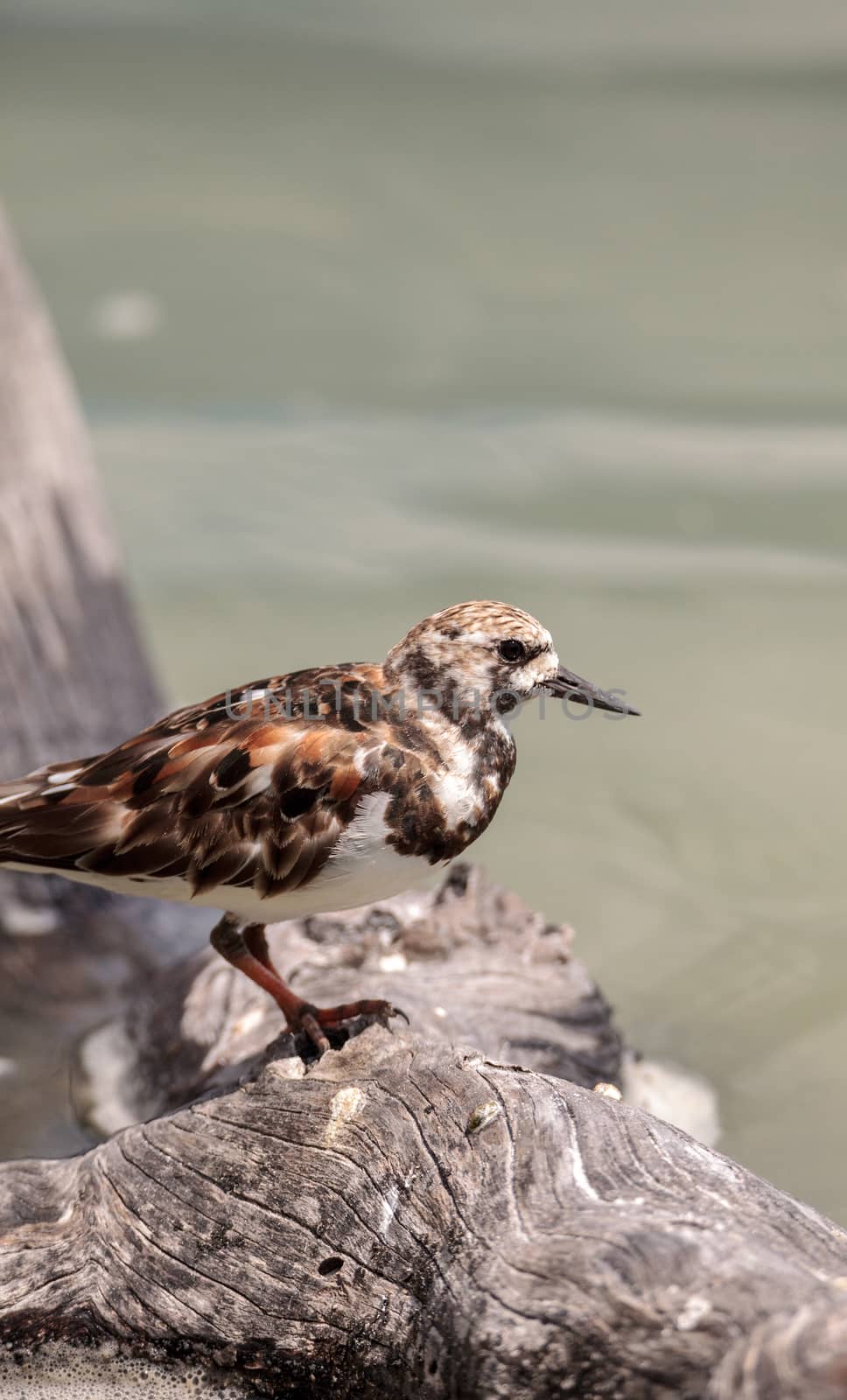 Nesting Ruddy turnstone wading bird Arenaria interpres along the shoreline of Barefoot Beach, Bonita Springs, Florida.