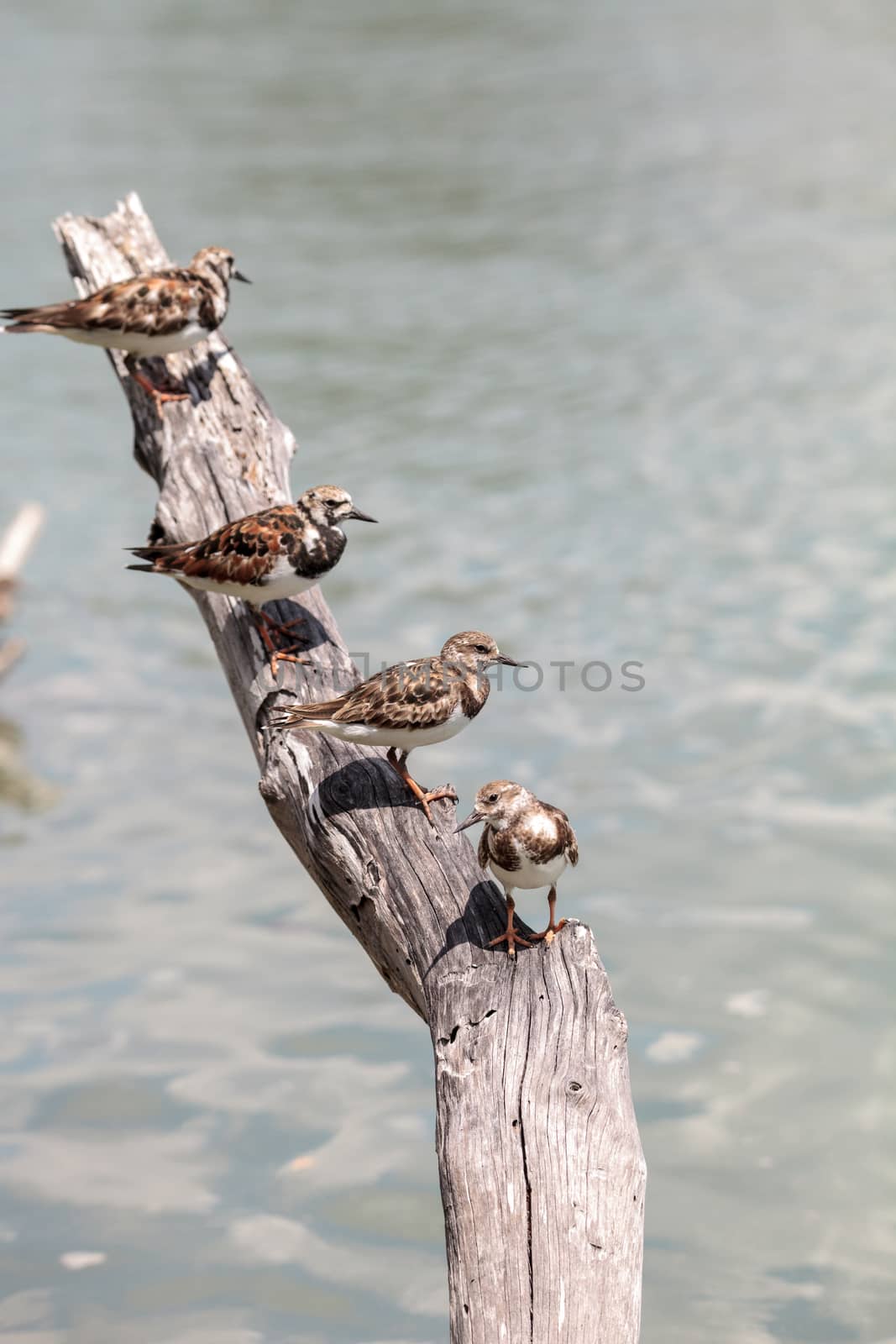 Nesting Ruddy turnstone wading bird Arenaria interpres along the shoreline of Barefoot Beach, Bonita Springs, Florida.