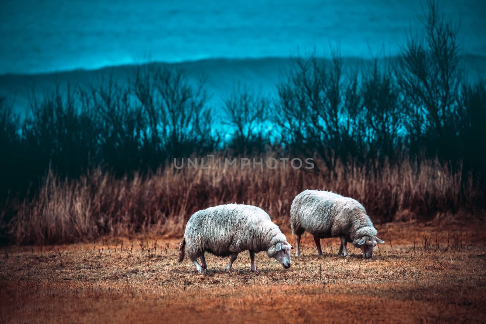 Two sheeps grazing on the field by Anna_Omelchenko