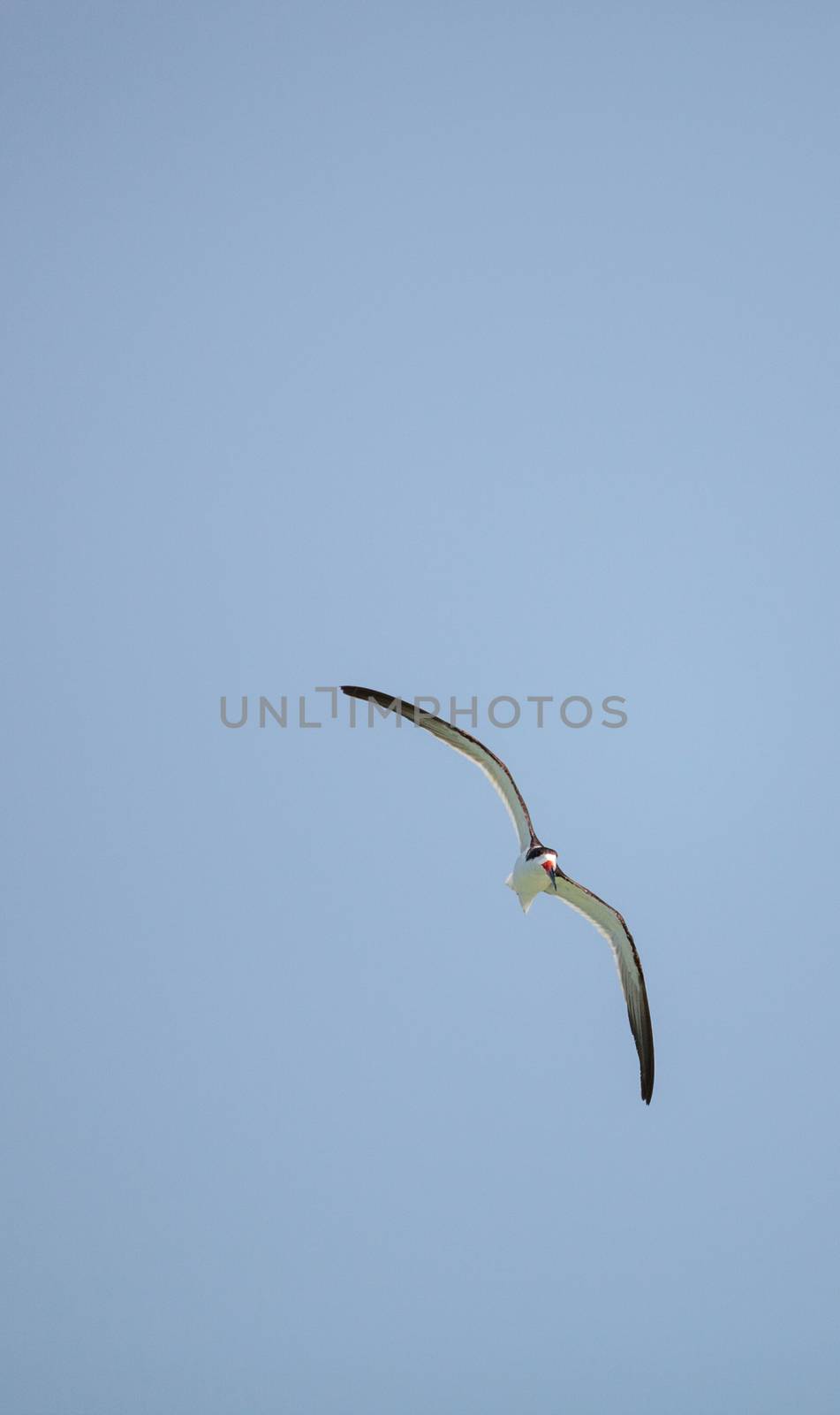 Black skimmer tern Rynchops niger skims the ocean for food at Clam Pass in Naples, Florida