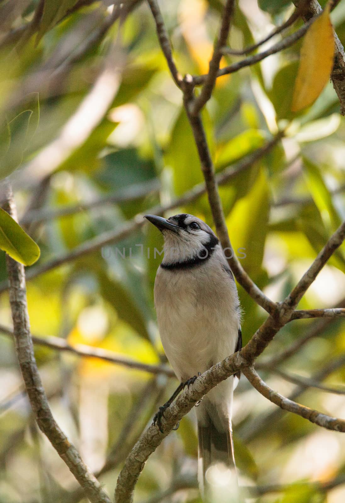 Blue jay bird Cyanocitta cristata perches in a mangrove forest near a river in Naples, Florida