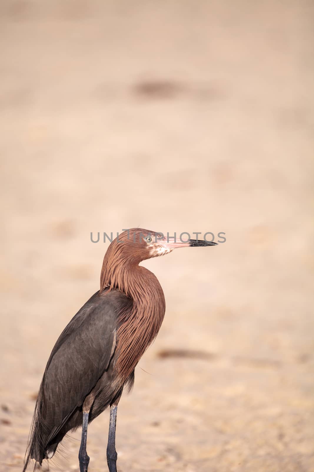 Little blue heron bird Egretta caerulea stands on a white sand beach in Naples, Florida