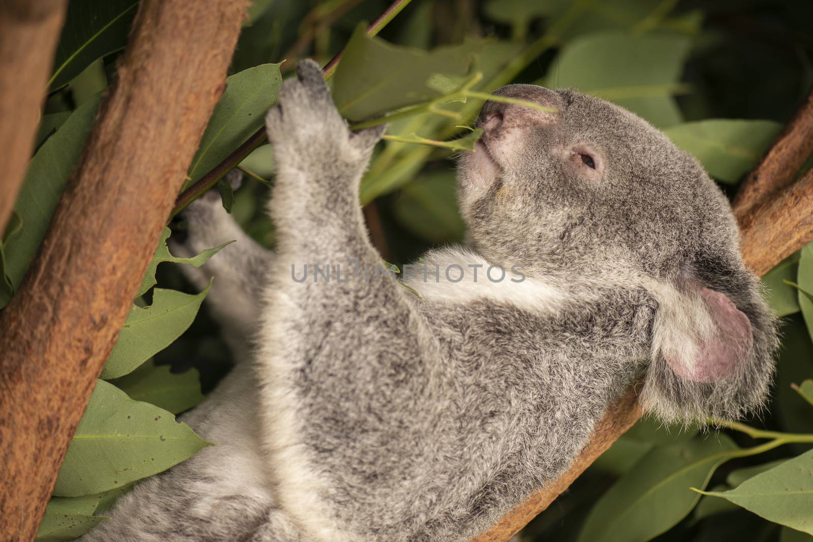 Cute Australian Koala resting during the day. by artistrobd