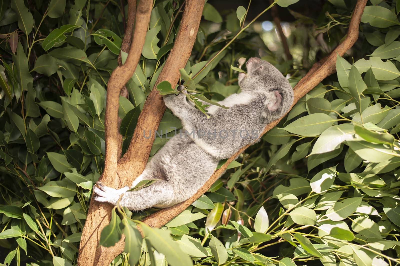 Cute Australian Koala in a tree resting during the day.