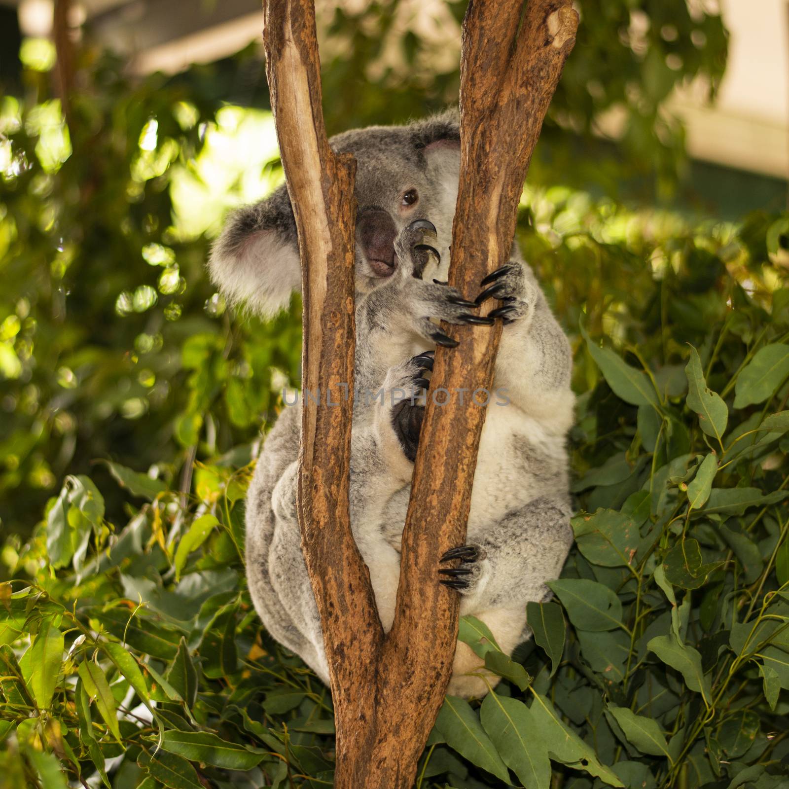 Cute Australian Koala in a tree resting during the day.