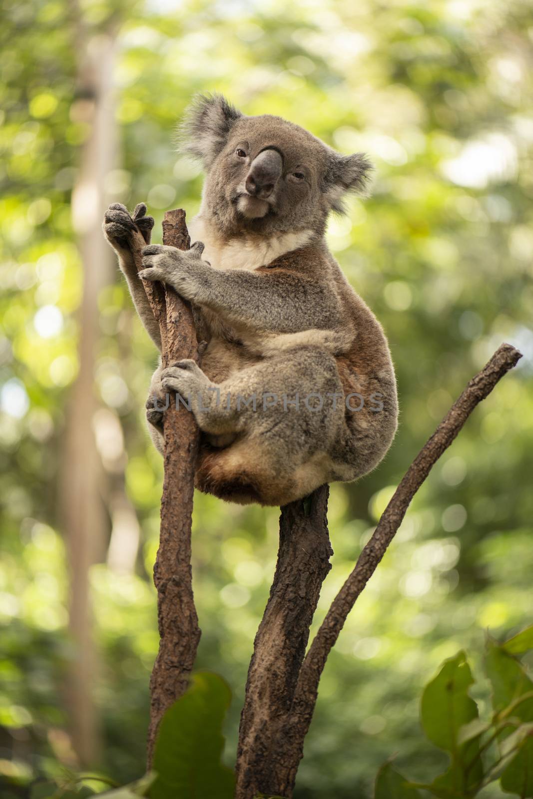 Cute Australian Koala resting during the day. by artistrobd