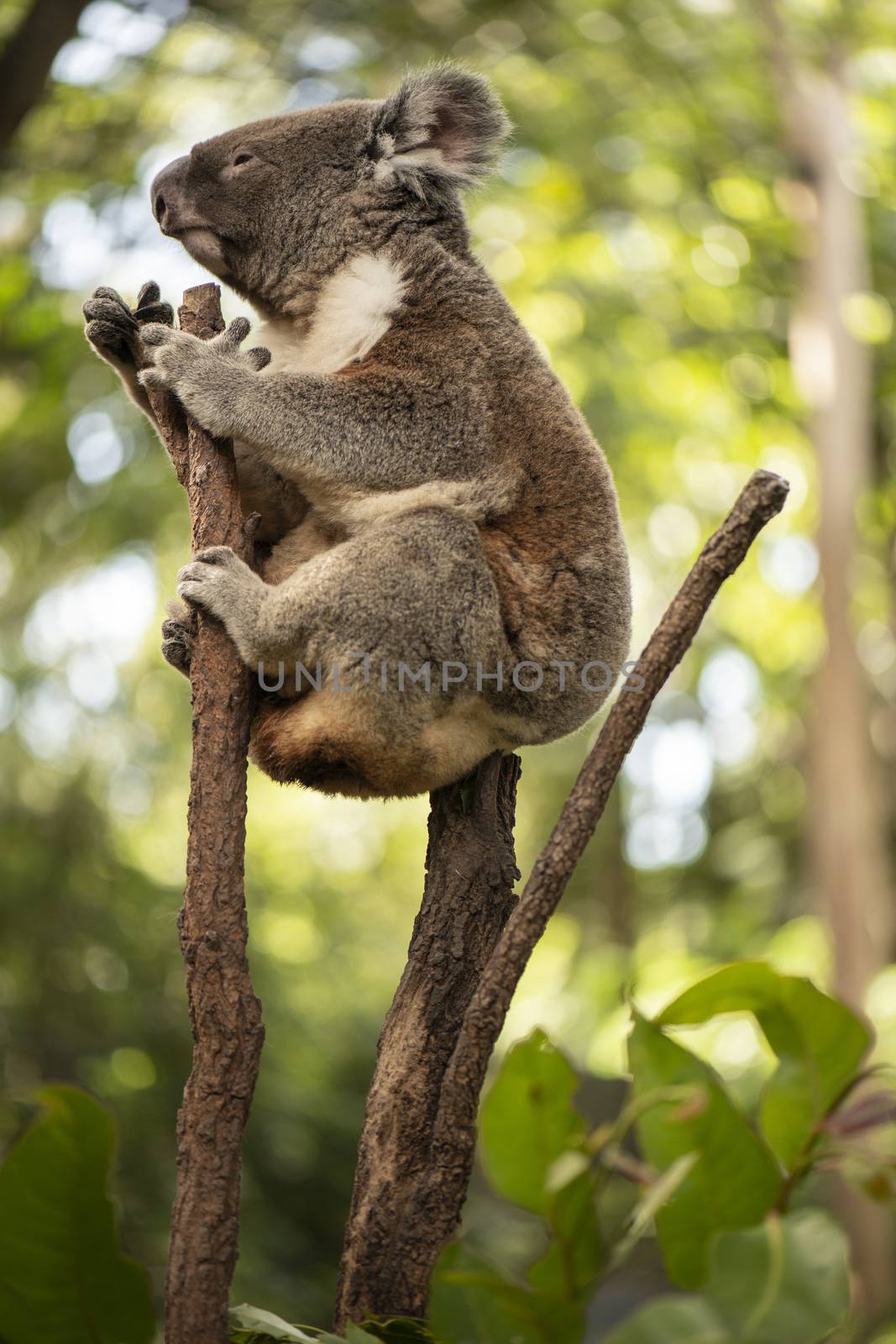 Cute Australian Koala in a tree resting during the day.